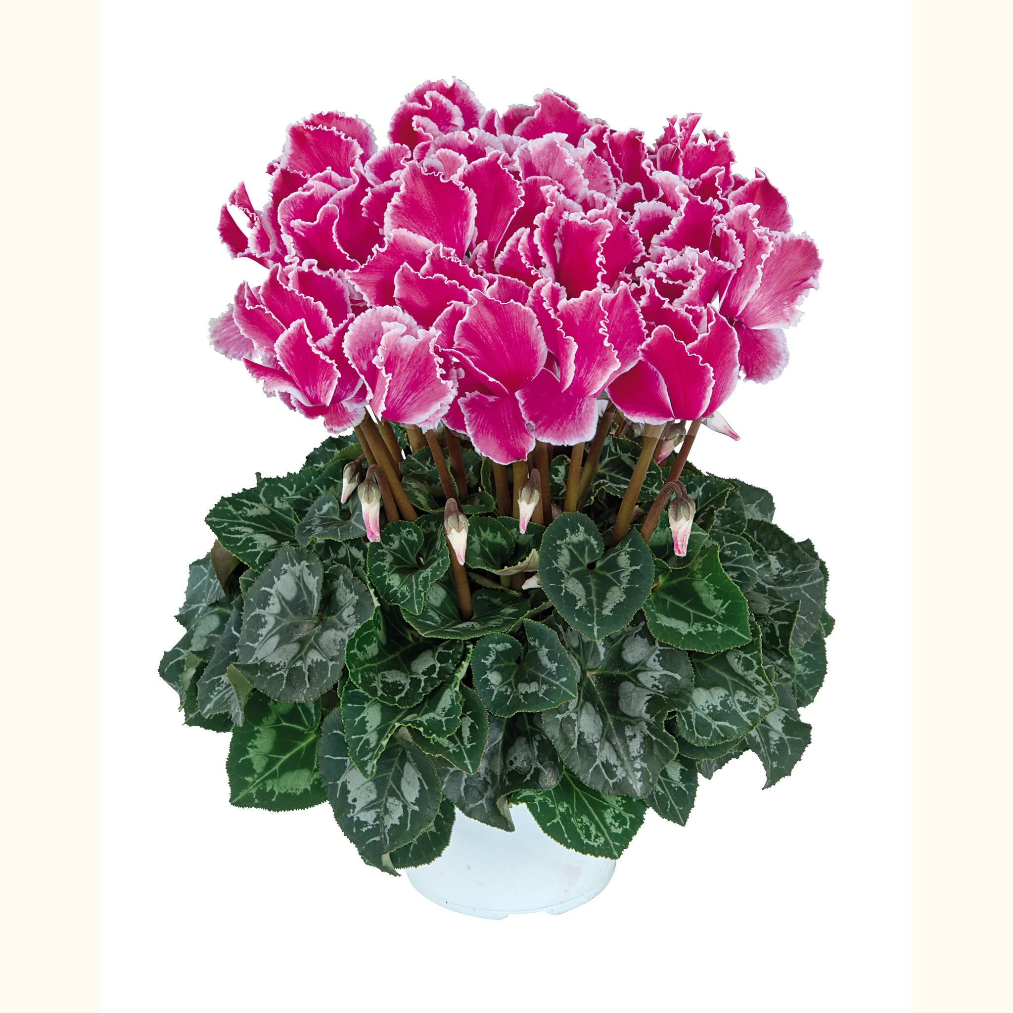 Halios® CURLY® Flamed mix