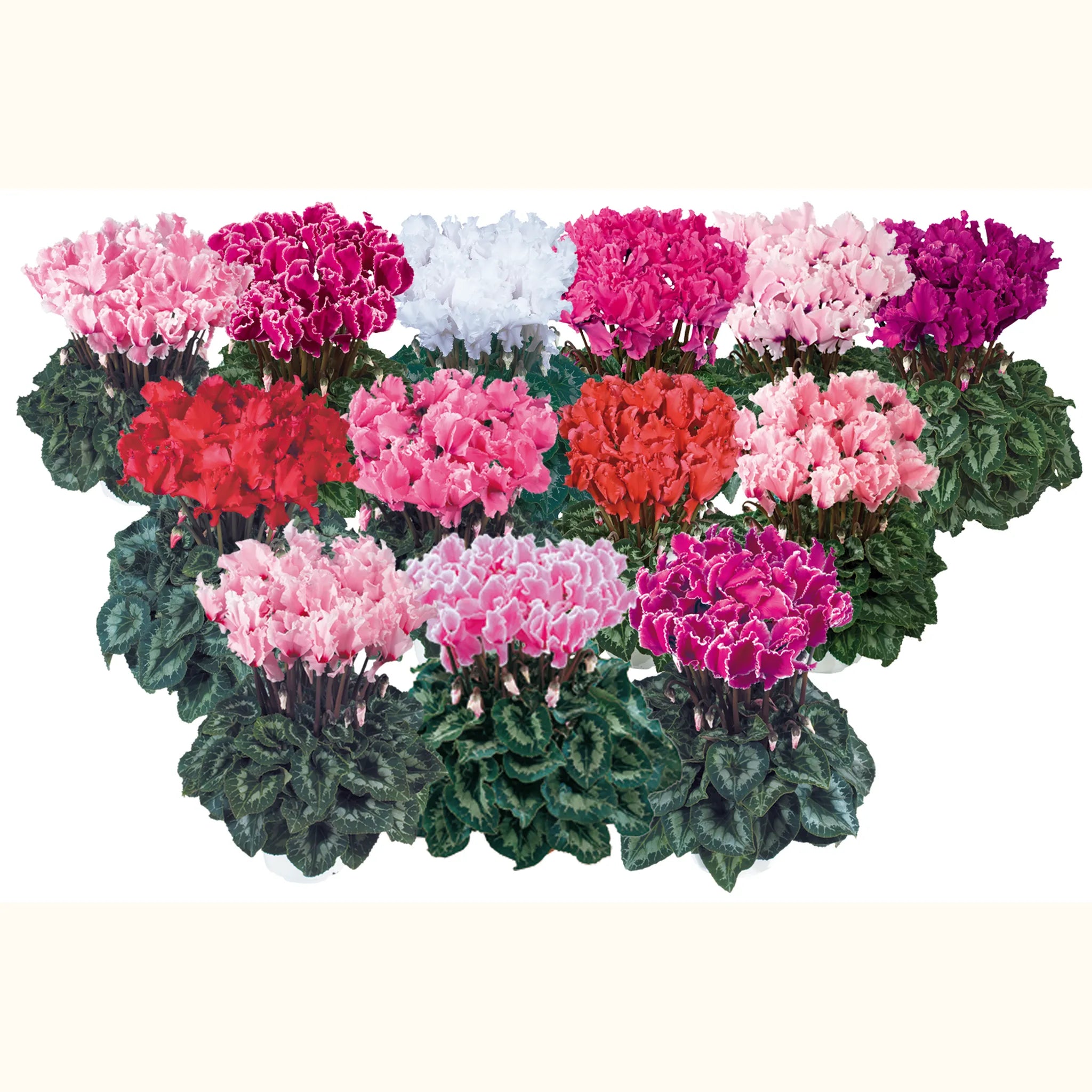 Halios® CURLY® mix