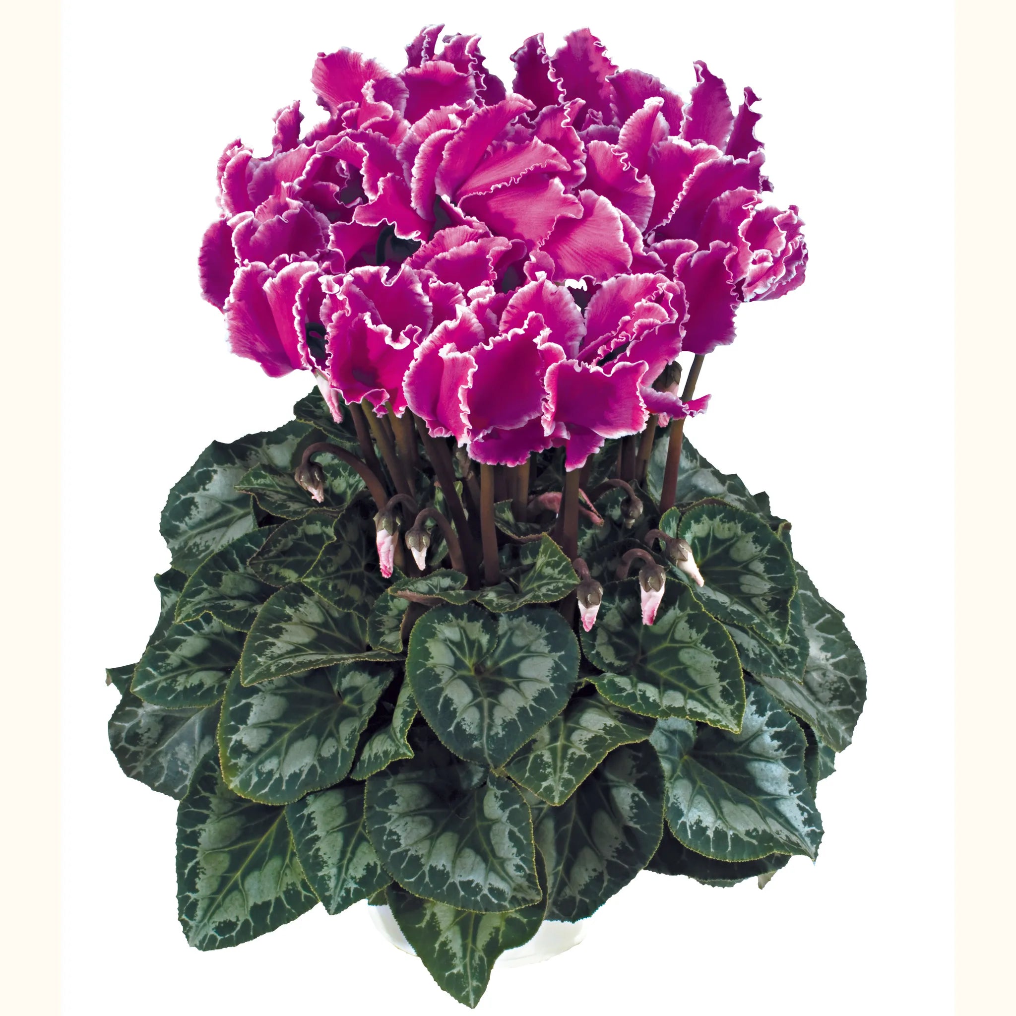 Halios® CURLY® Purple with edge