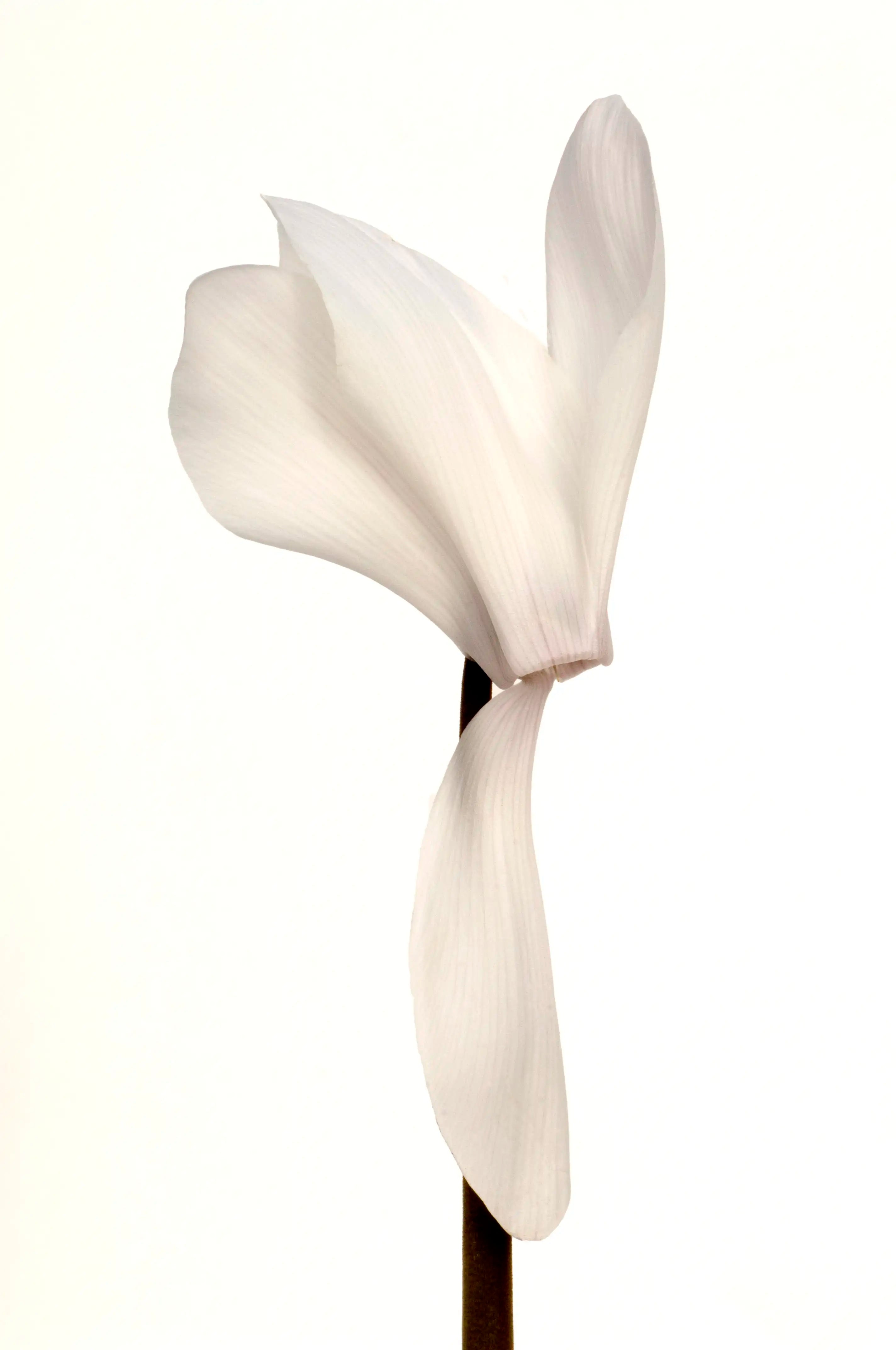HALIOS® DHIVA Pure white