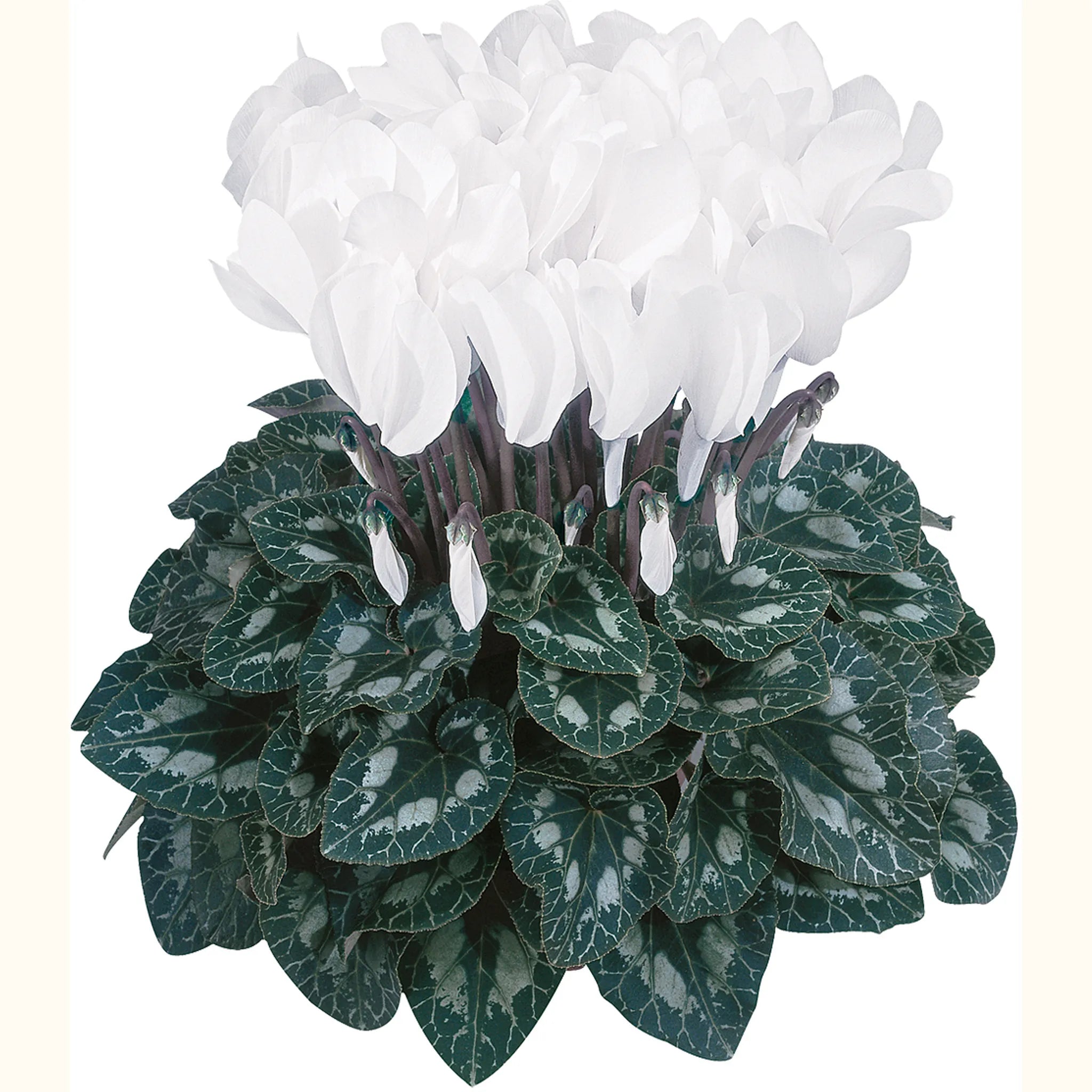 Halios® DHIVA Pure white