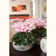 CYCL_2700_img_lstyle_01.jpg