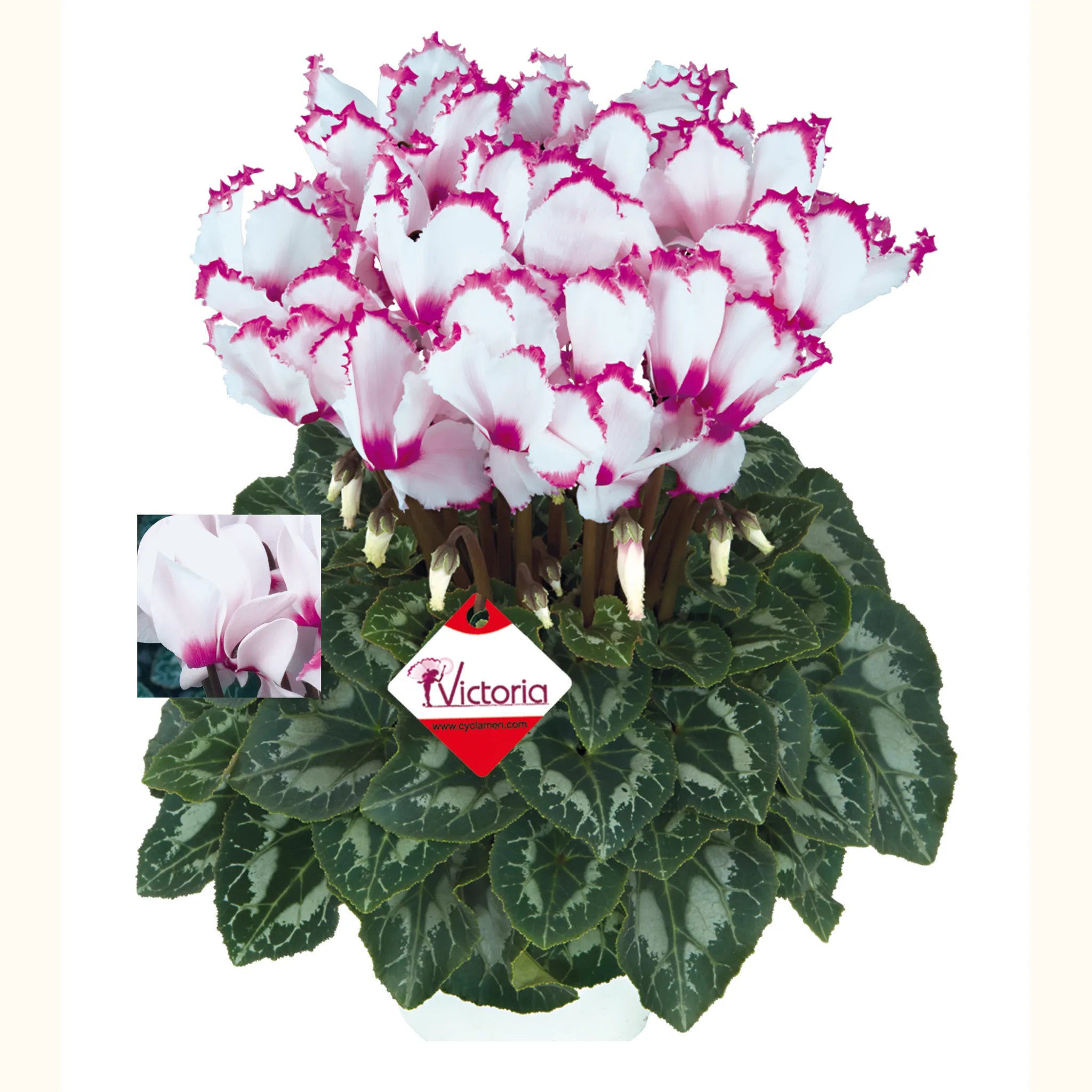 Halios® VICTORIA 50