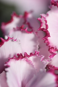 CYCL_2720_img_flow_05.jpg