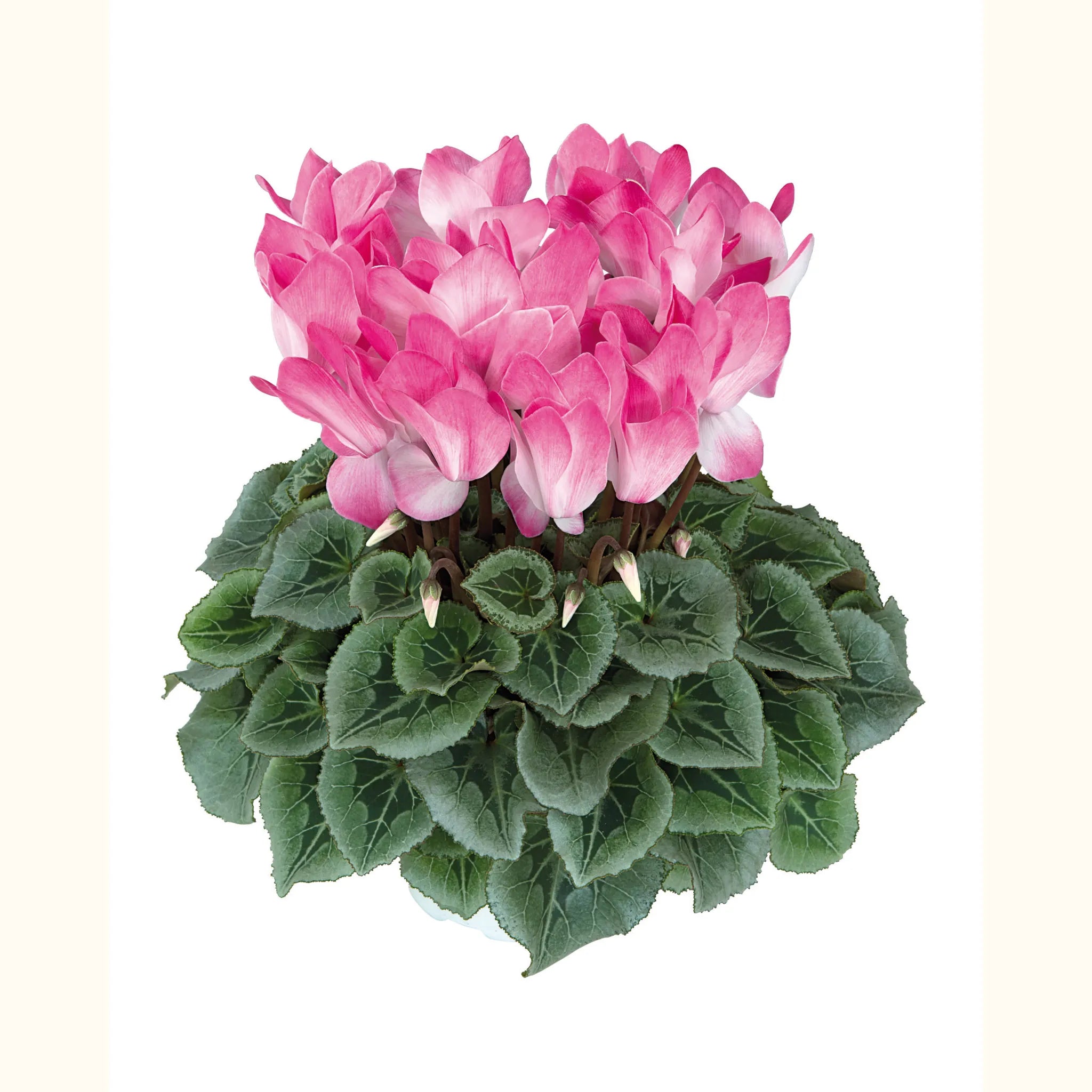 Halios® BLUSH Intense