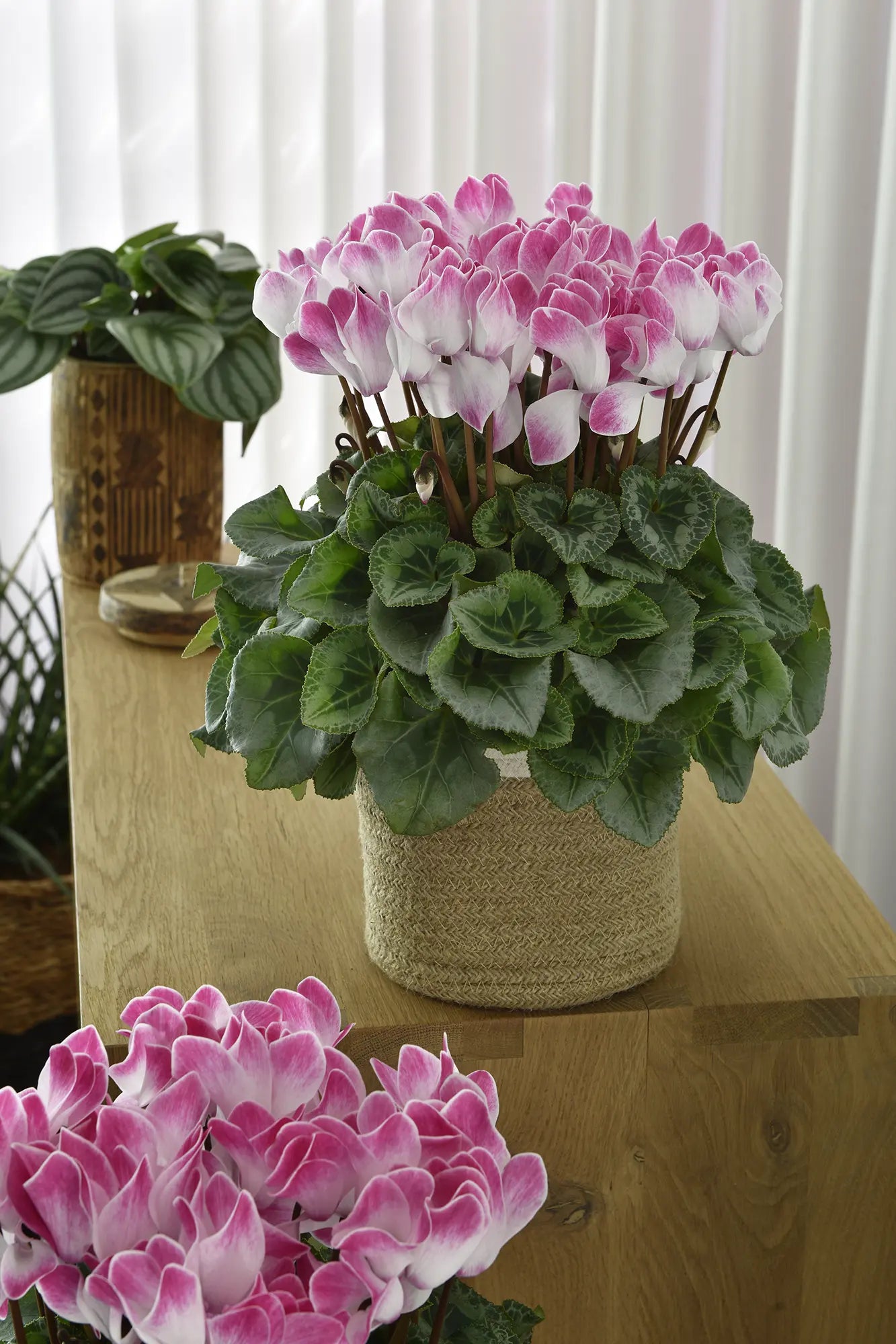 LATINIA® FUNFLAME® Magenta