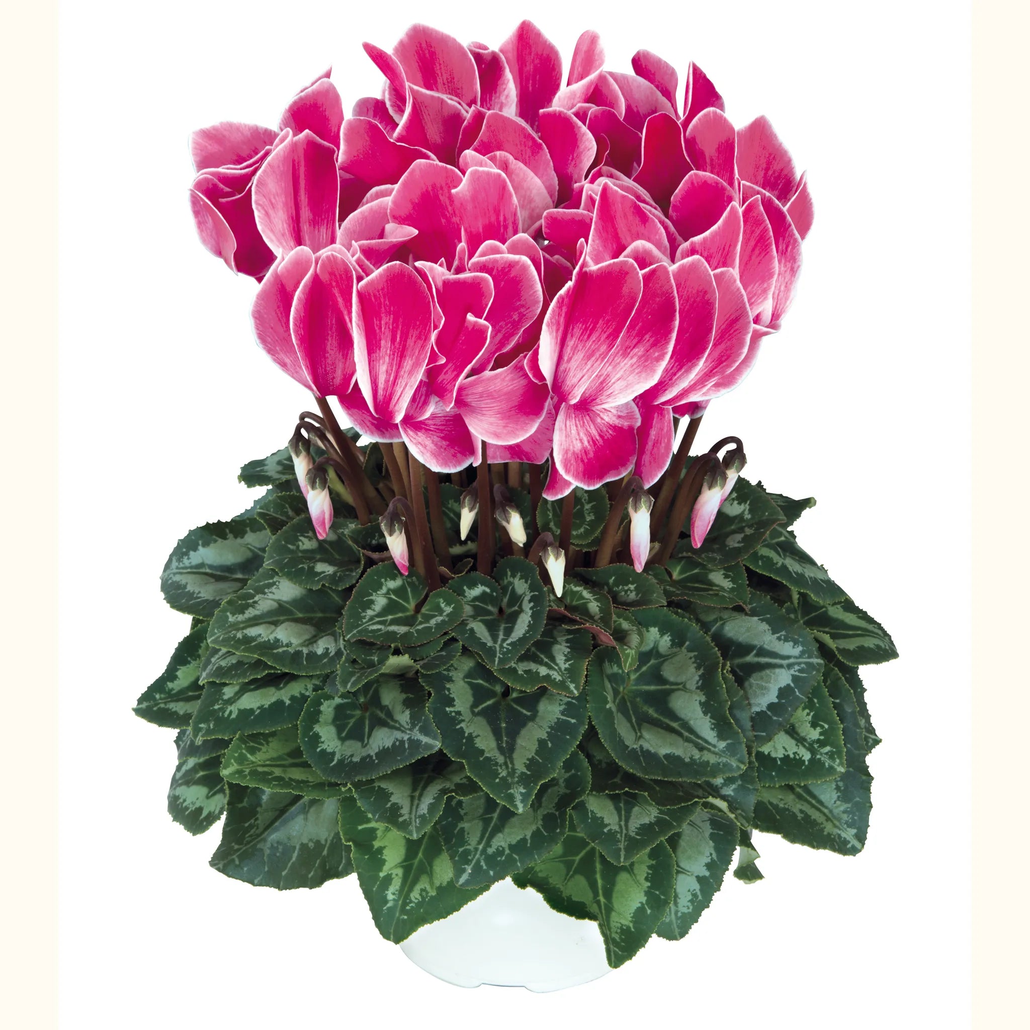 Halios® HD Flamed mix