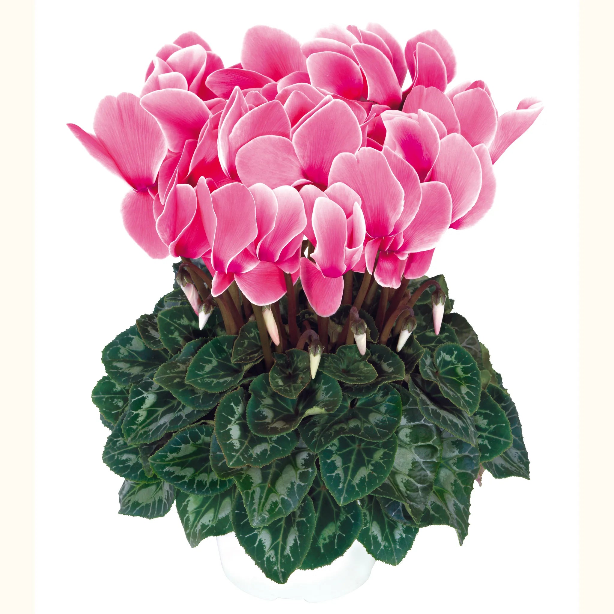 Halios® HD Flamed mix