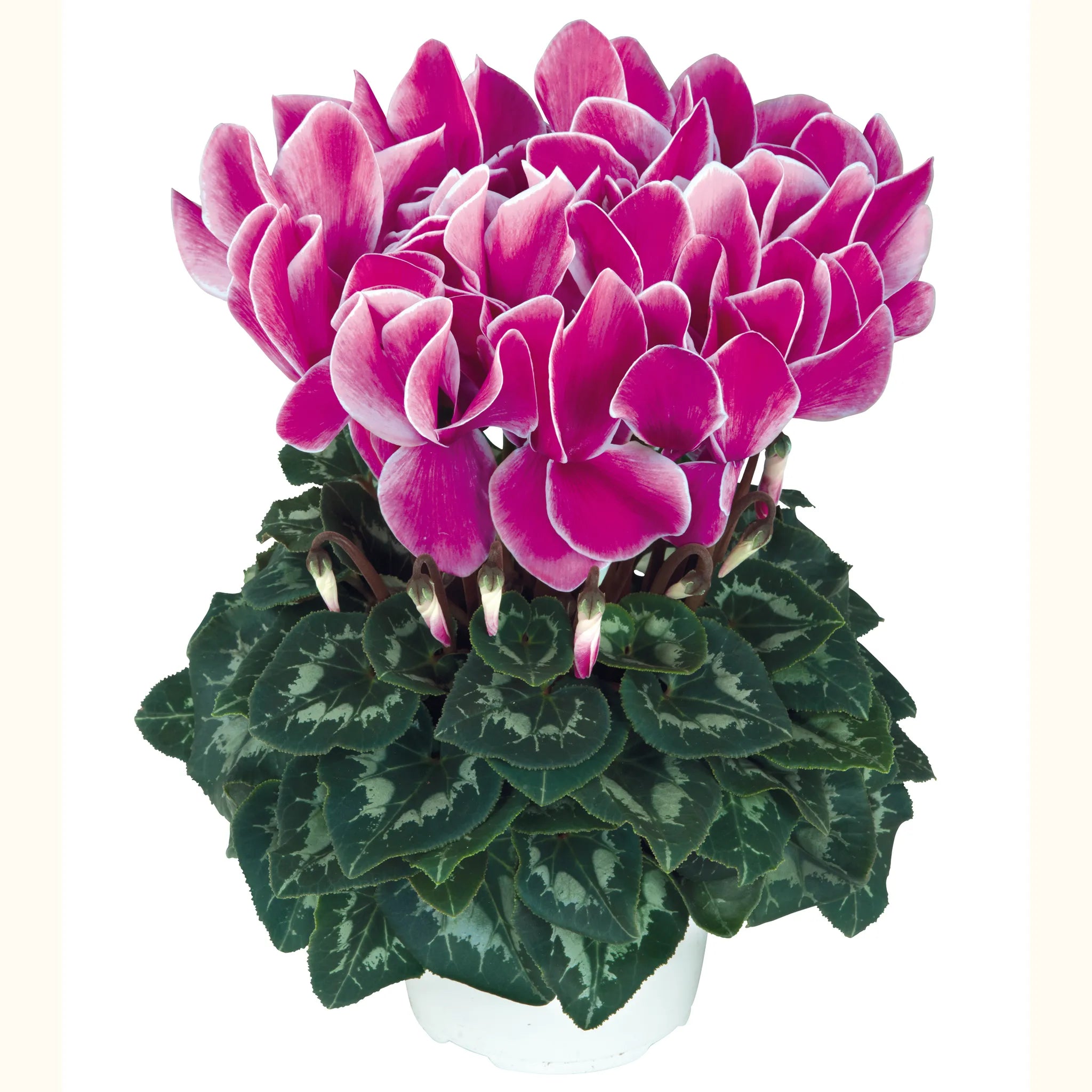 Halios® HD Flamed mix