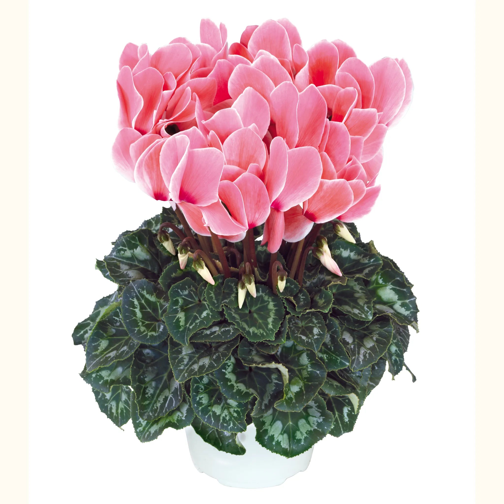 Halios® HD Flamed mix