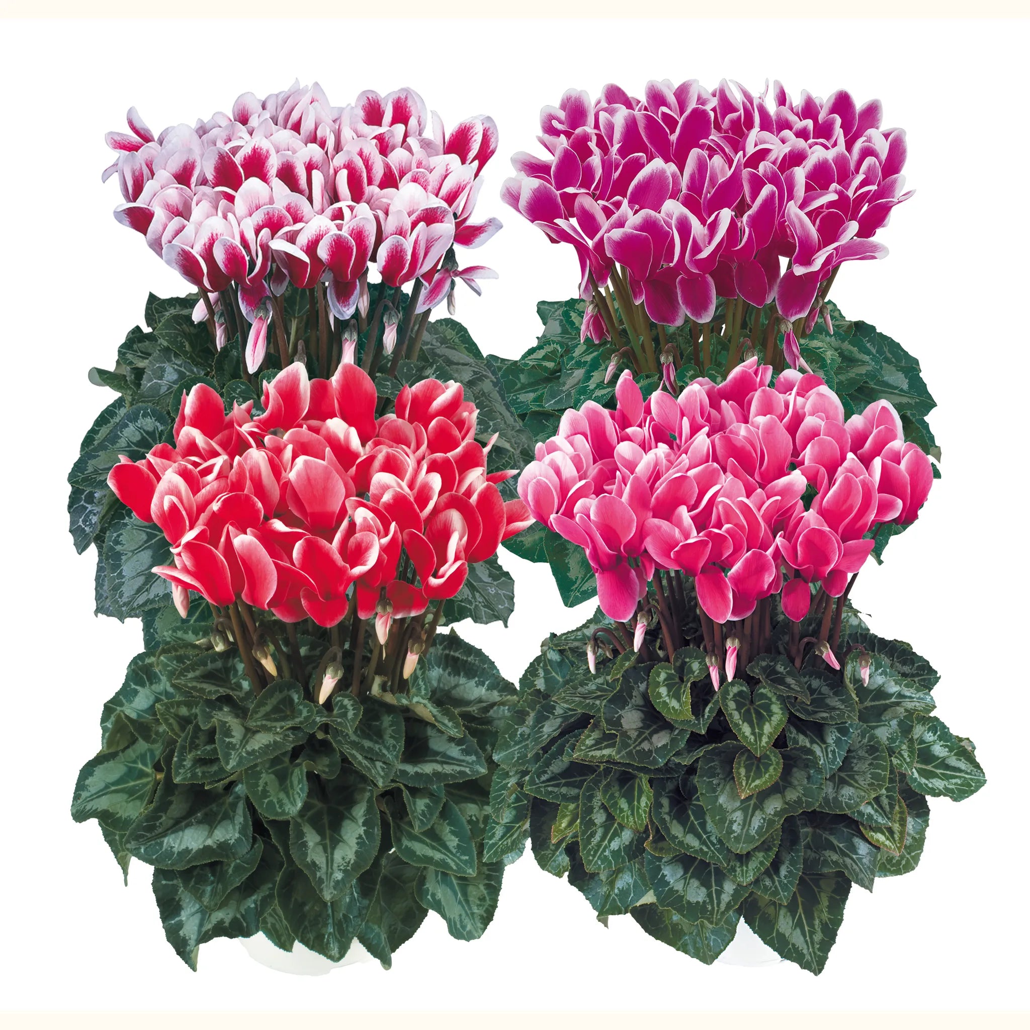 Halios® FANTASIA® mix