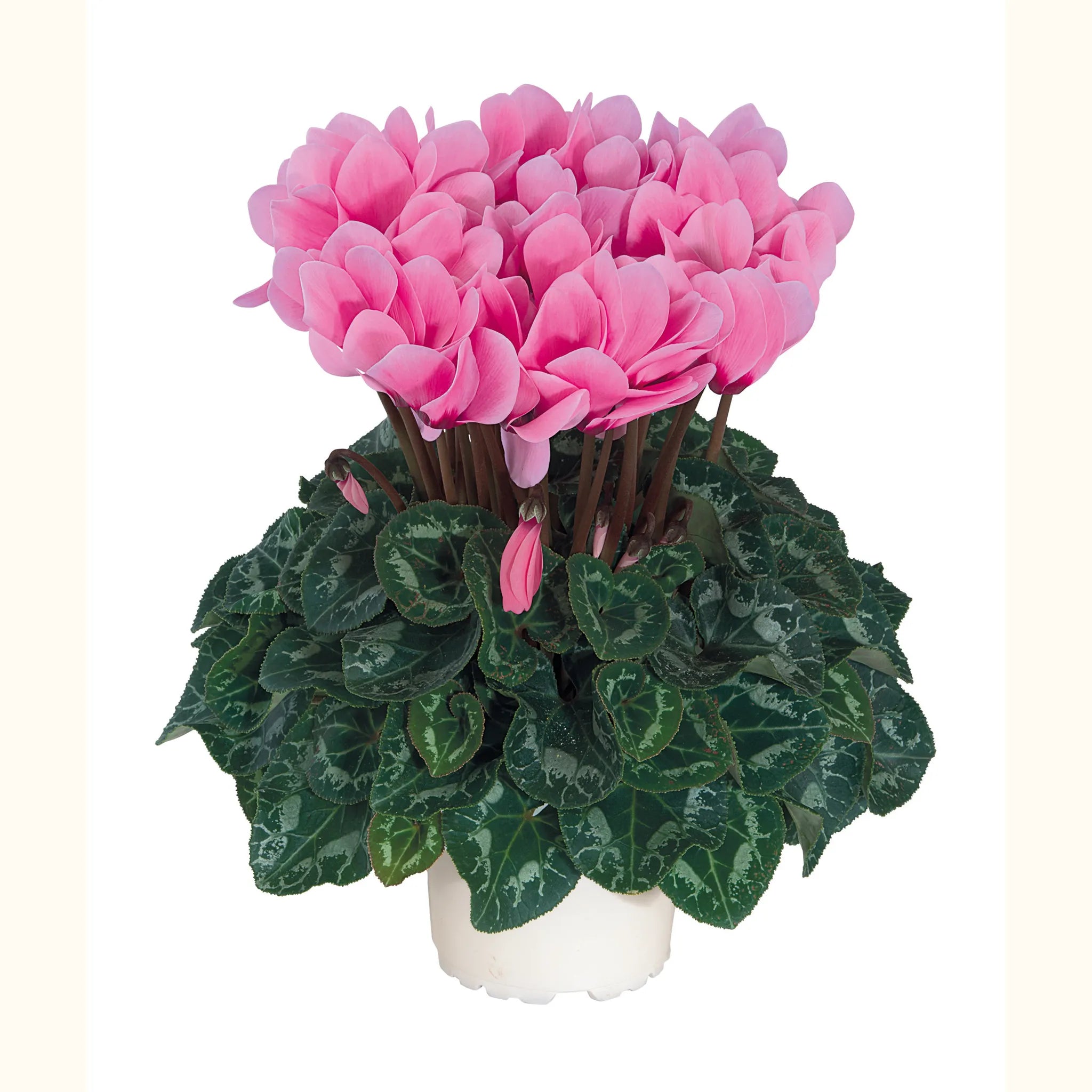 Tianis® Rose with eye