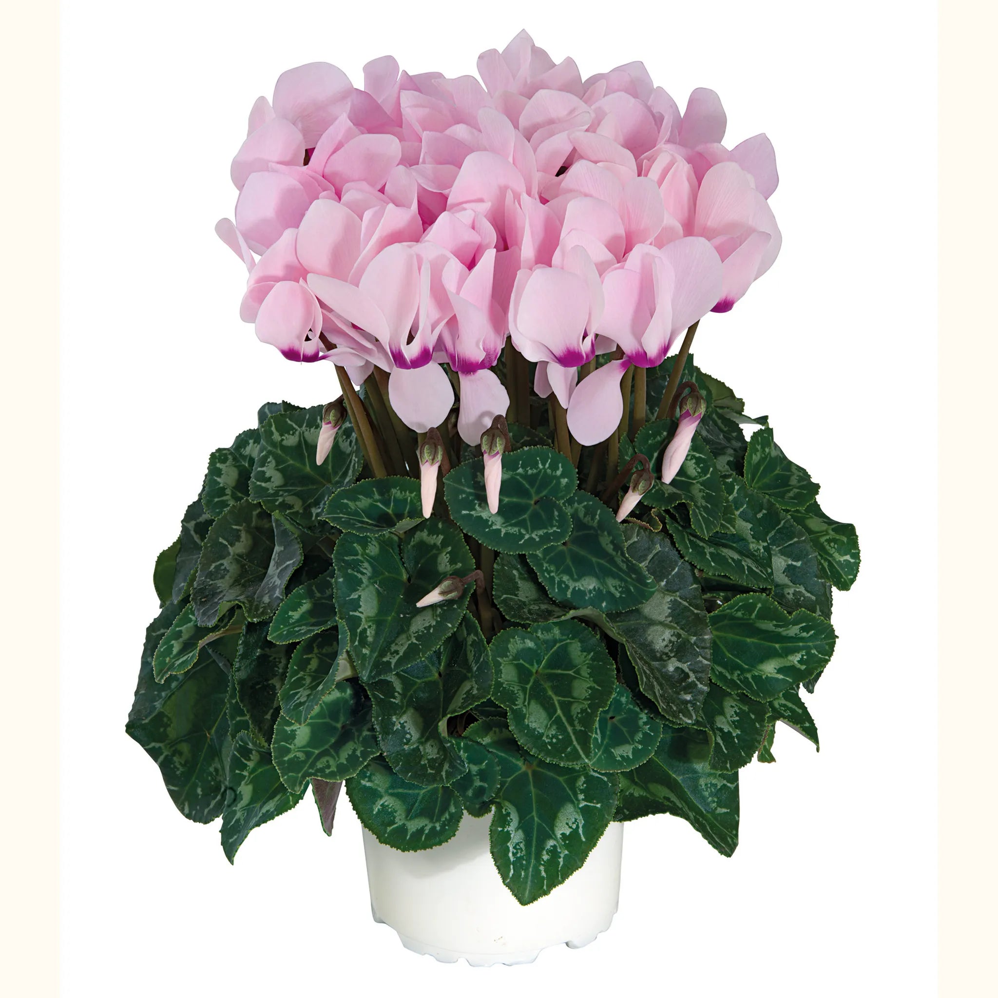 Tianis® Light pink with purple eye