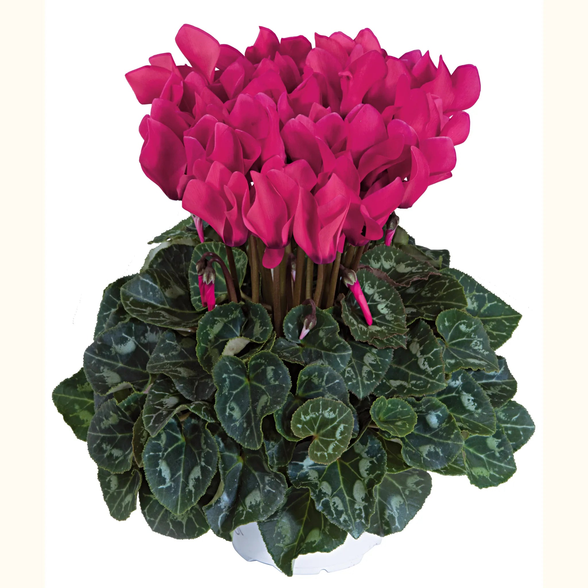 Tianis® Deep rose
