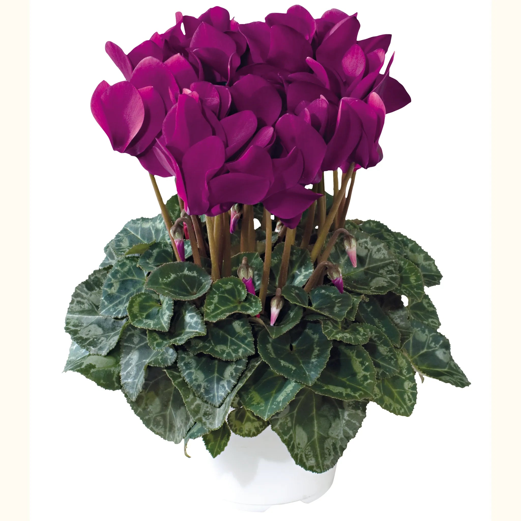 Tianis® Purple