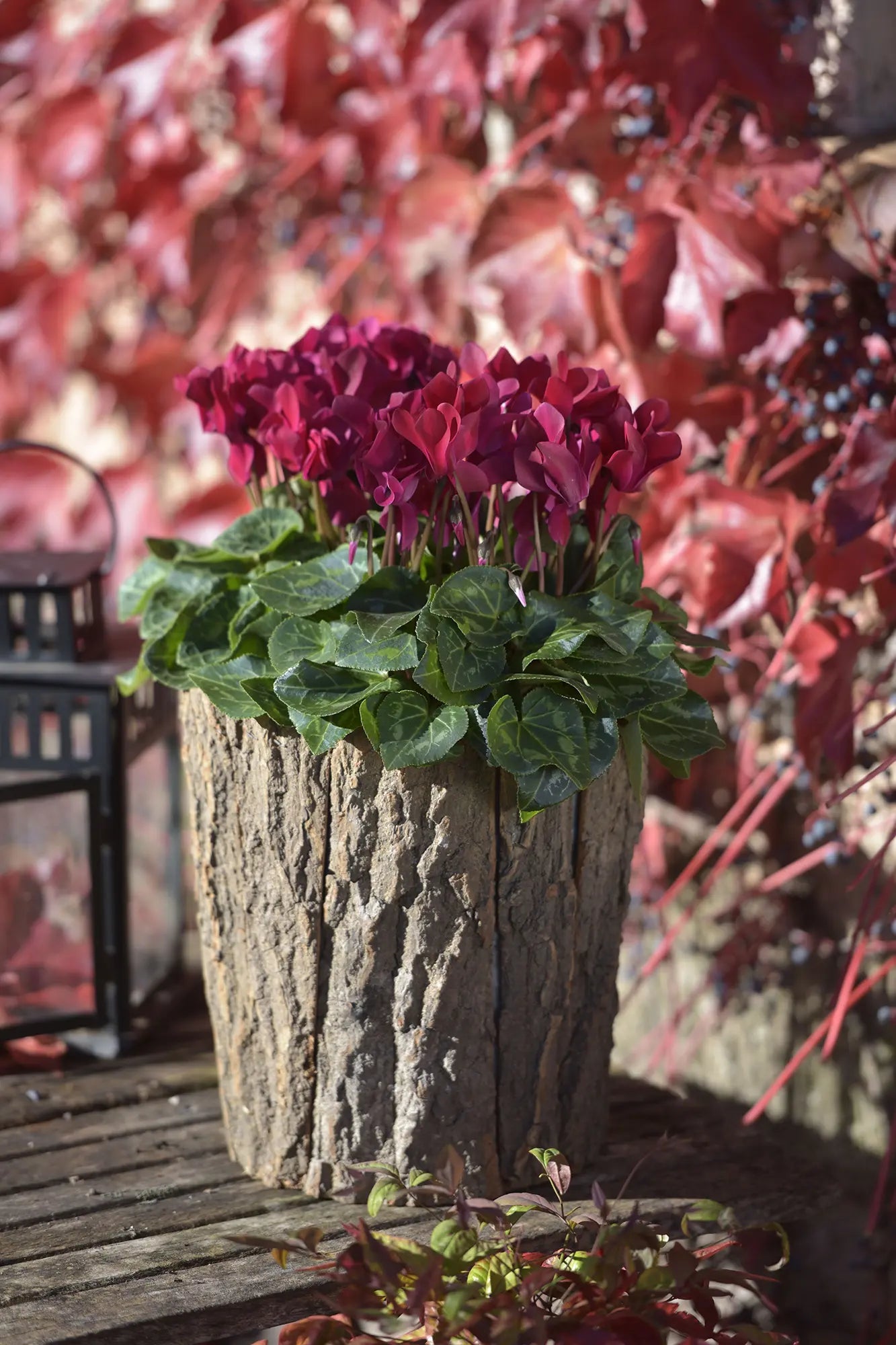 TIANIS® Deep magenta
