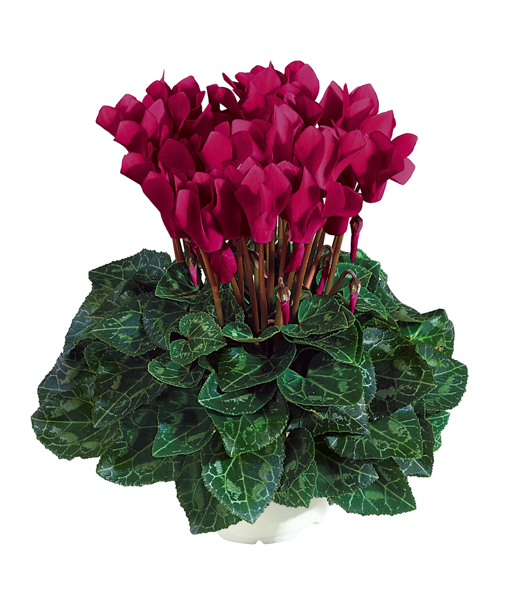 TIANIS® Deep magenta