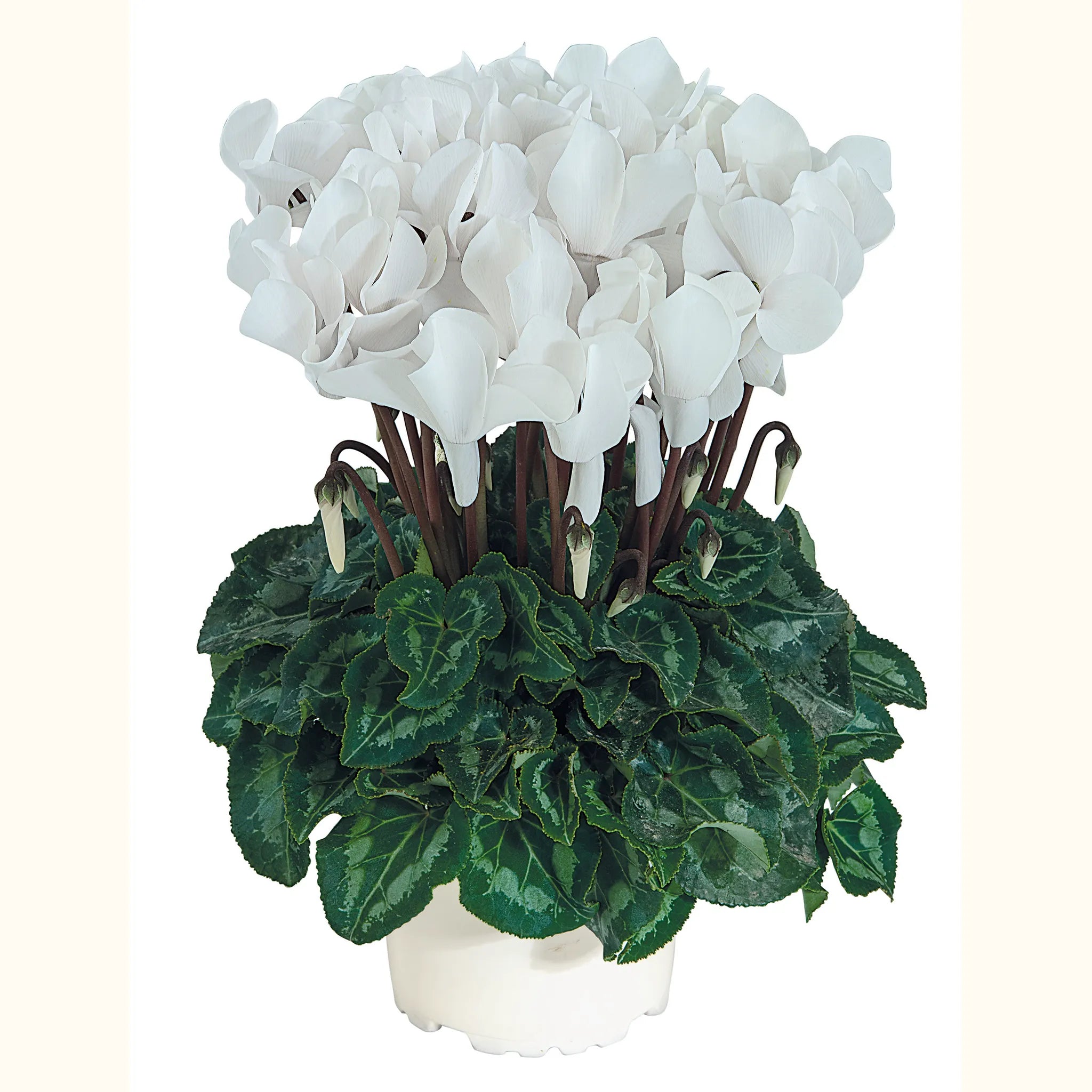 Tianis® Pure white evolution