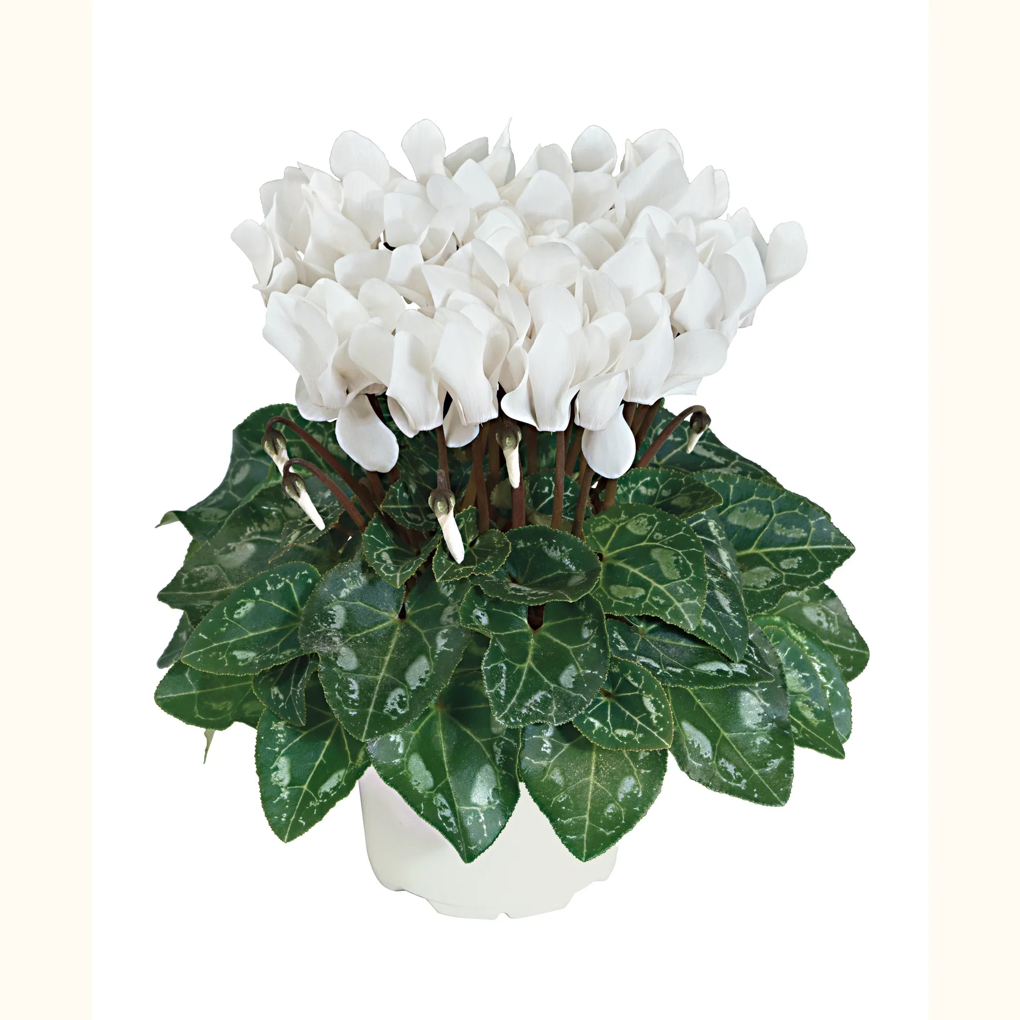 Tianis® White