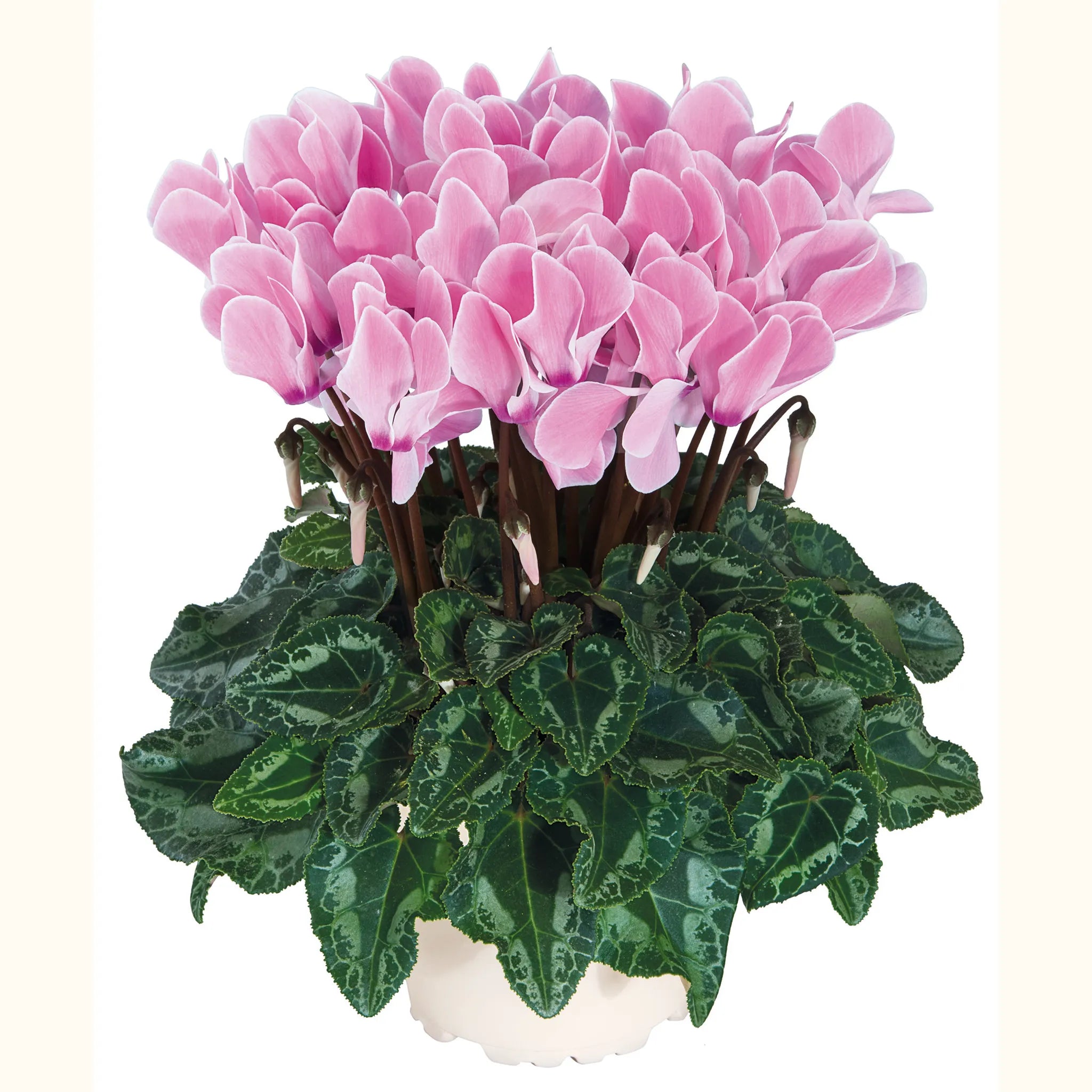 Tianis® Rose flame