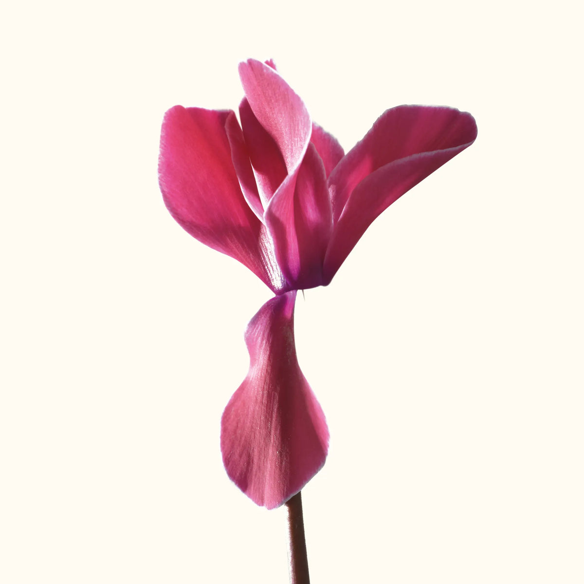 CYCL_3177_img_flow_01.png