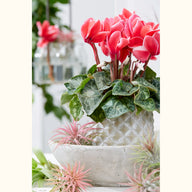 CYCL_3311_img_lstyle_04.jpg