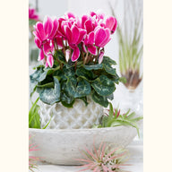 CYCL_3396_img_lstyle_01.jpg