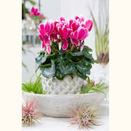 CYCL_3396_img_lstyle_02.jpg