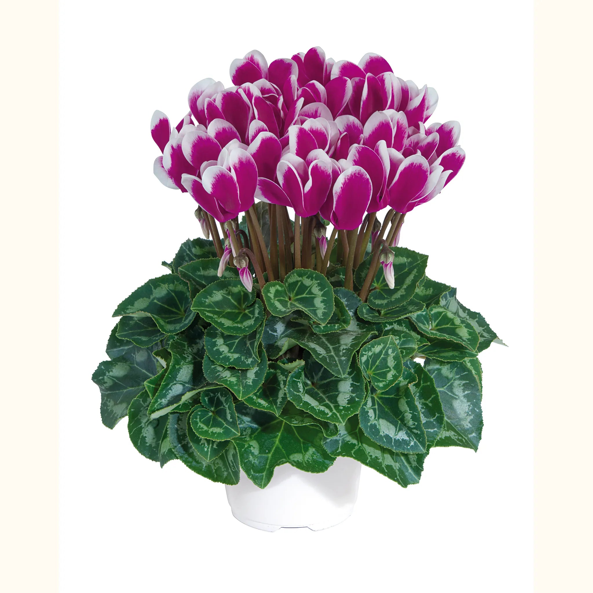 Tianis® FANTASIA® Purple