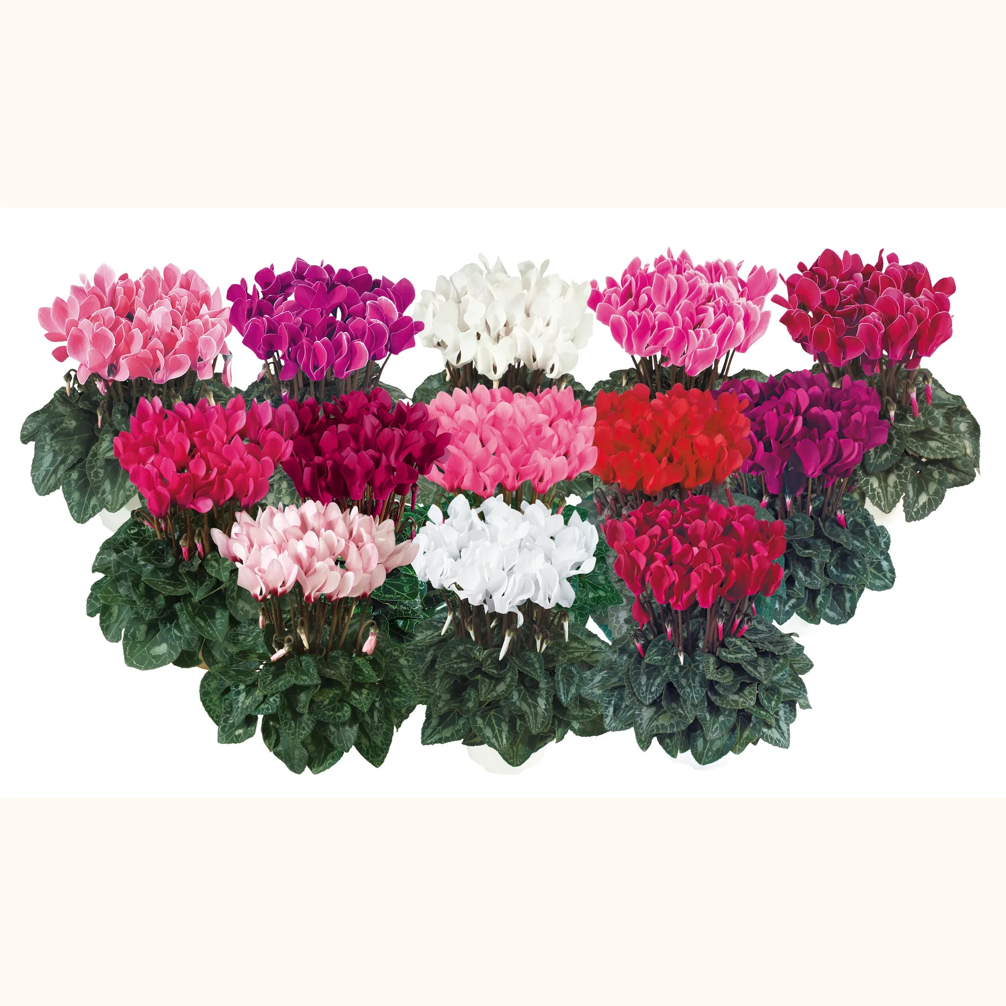 Tianis® Mix