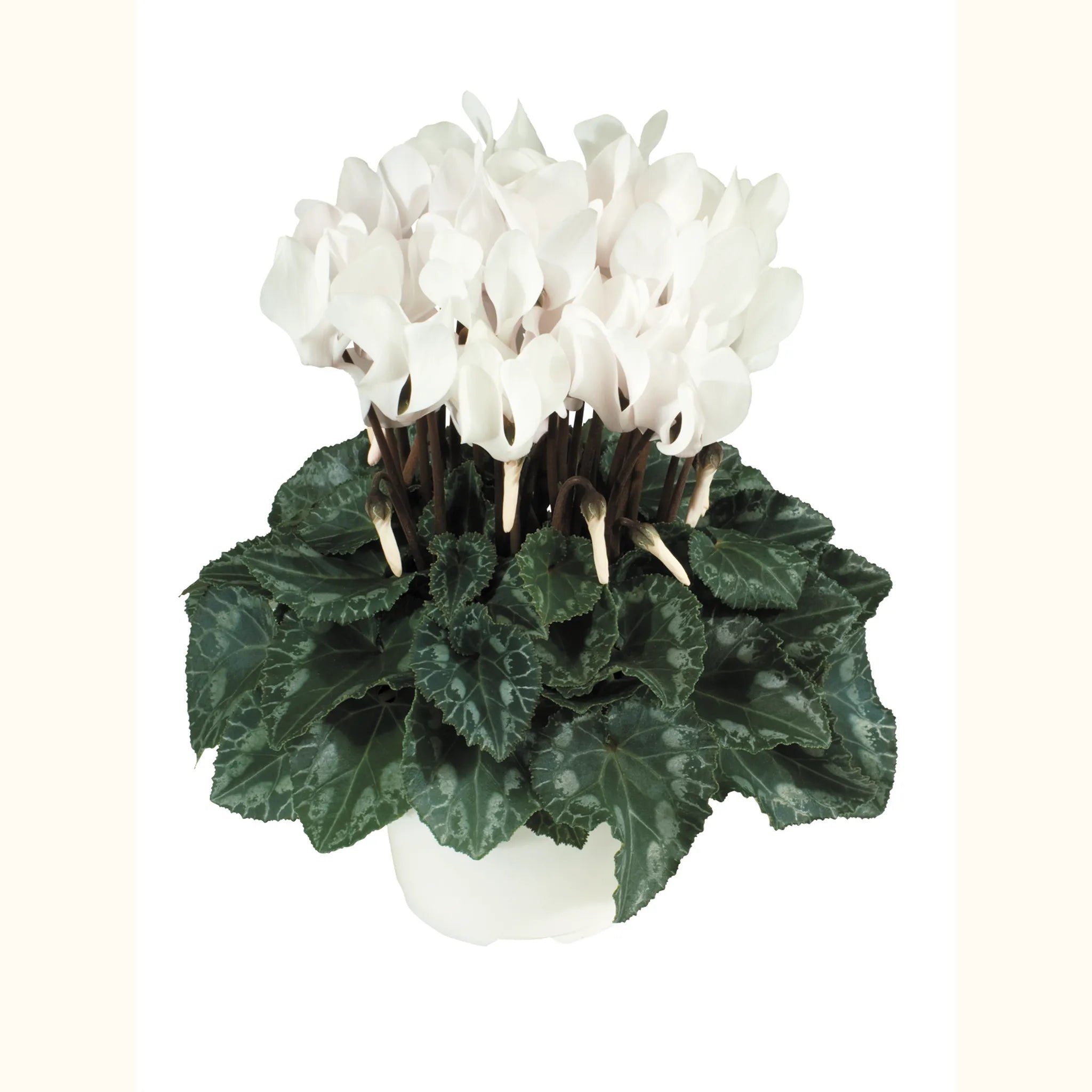 Tianis® Flamed mix