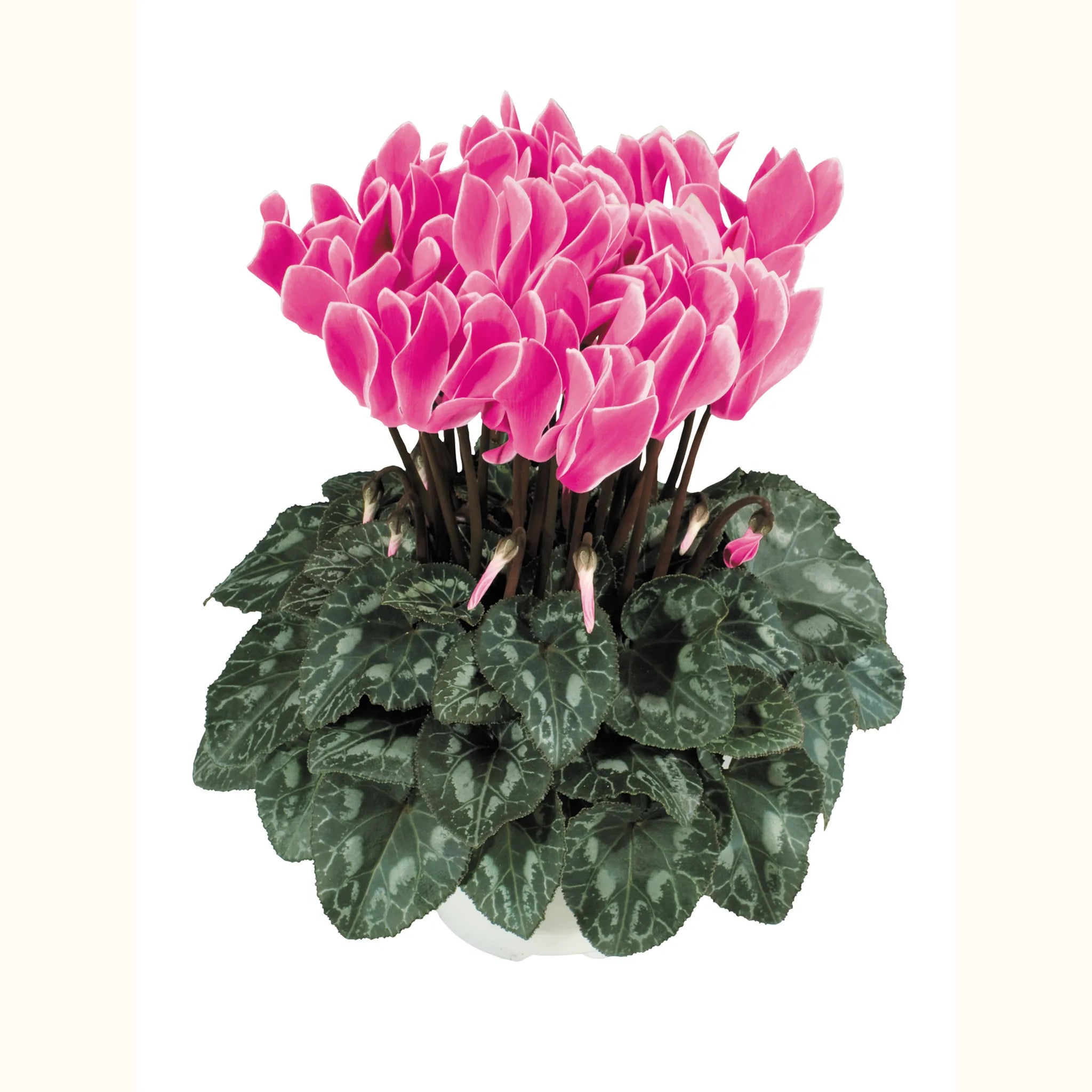 Tianis® Flamed mix