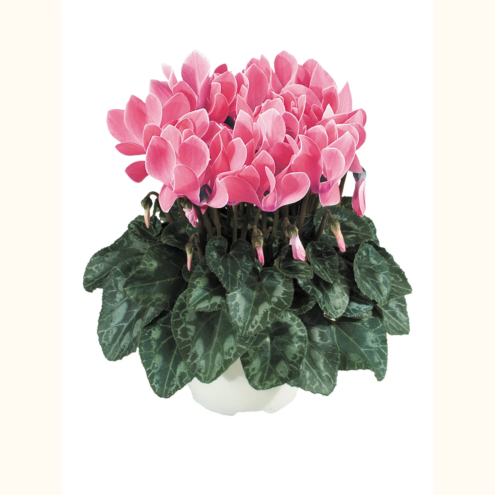 Tianis® Flamed mix