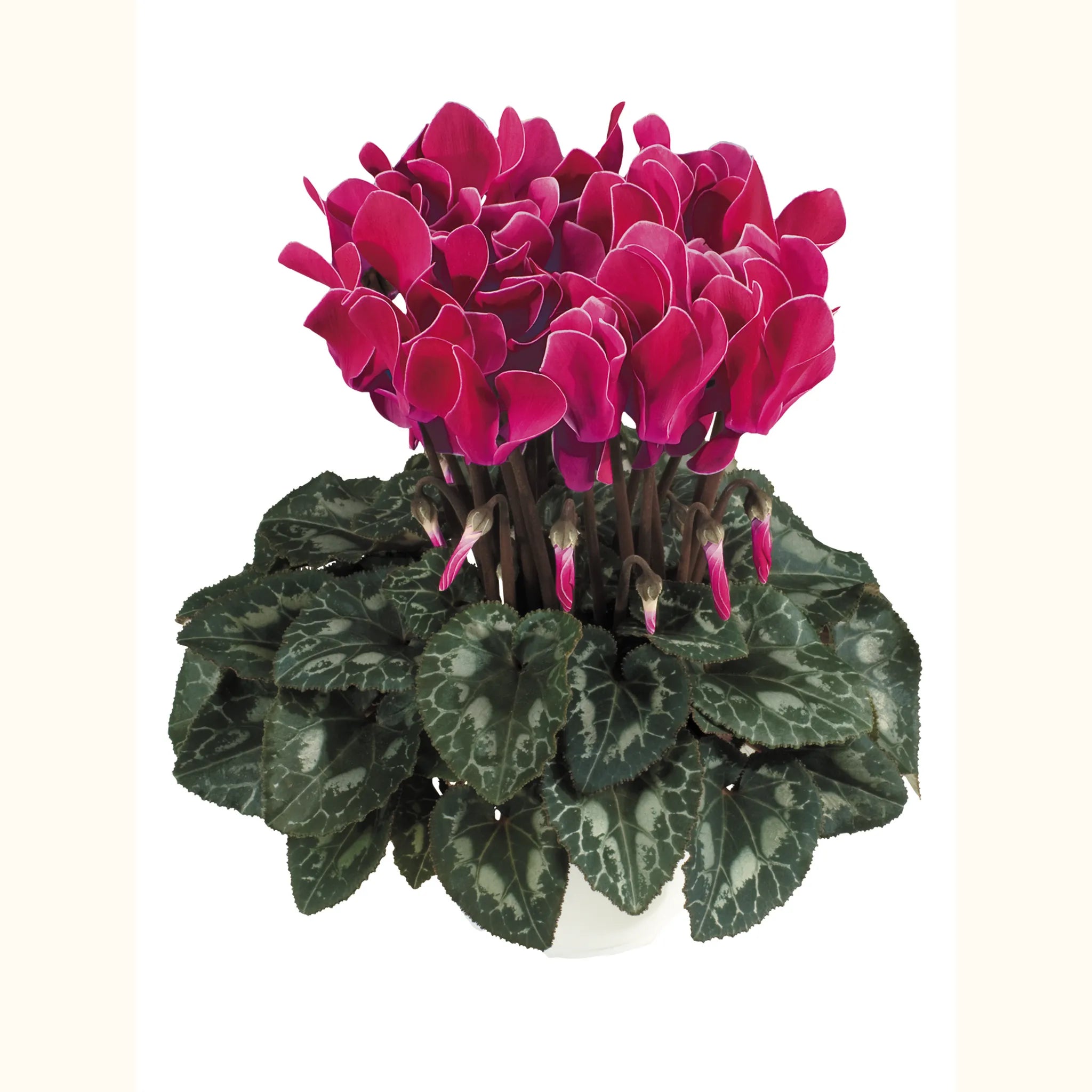 Tianis® Flamed mix
