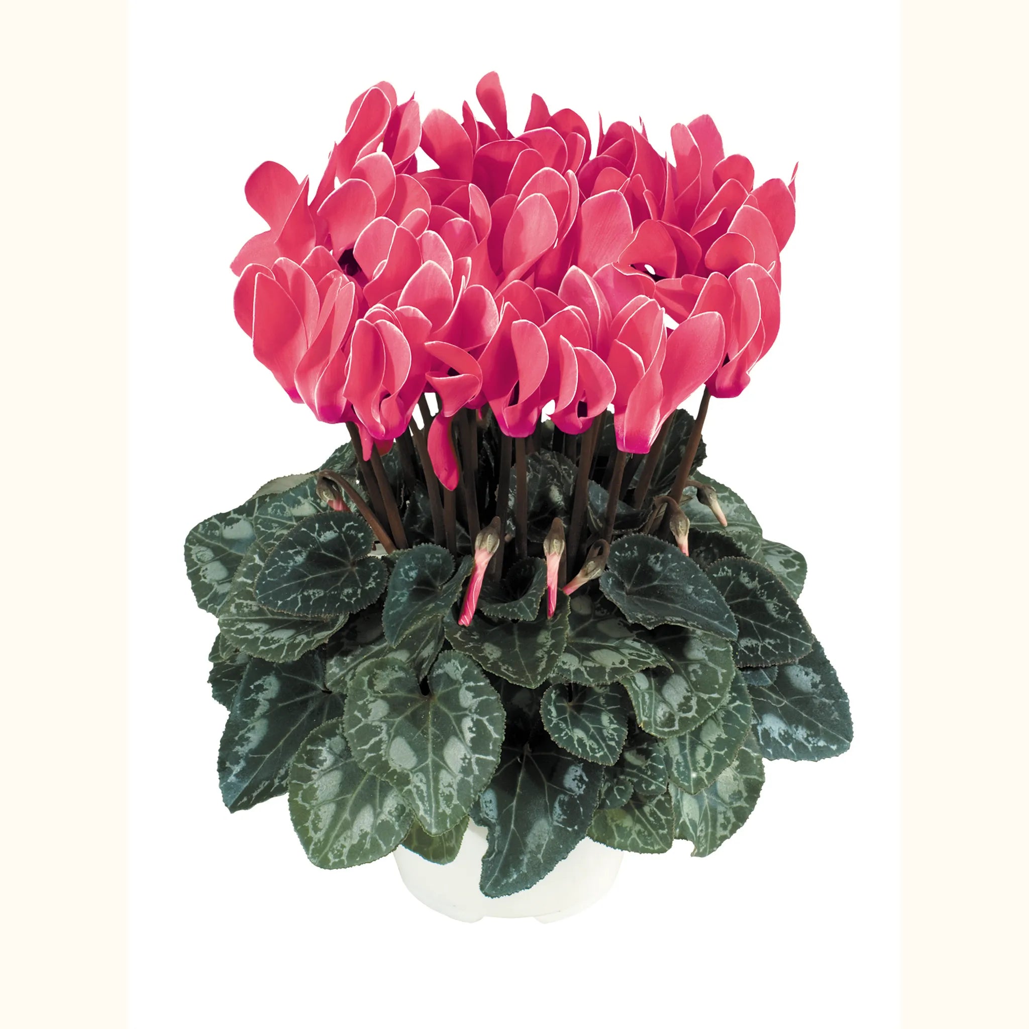 Tianis® Flamed mix