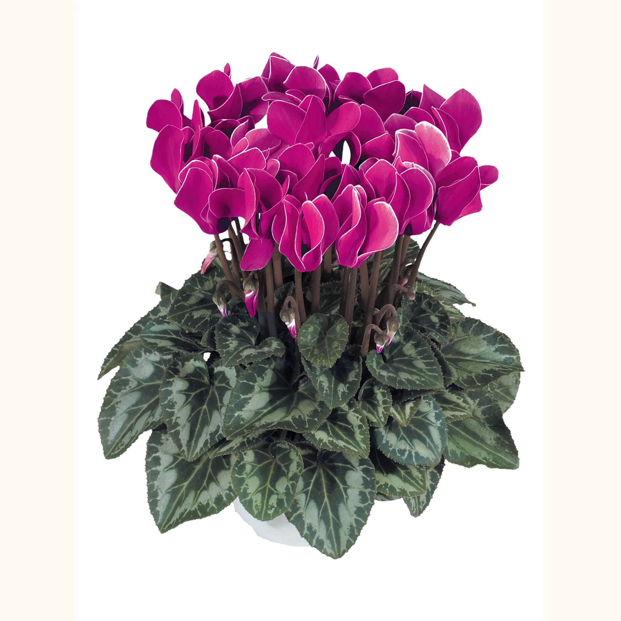 Tianis® Flamed mix