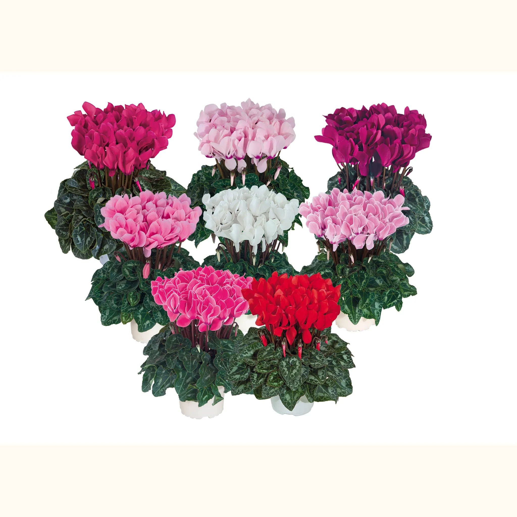 Tianis® Melange Nord