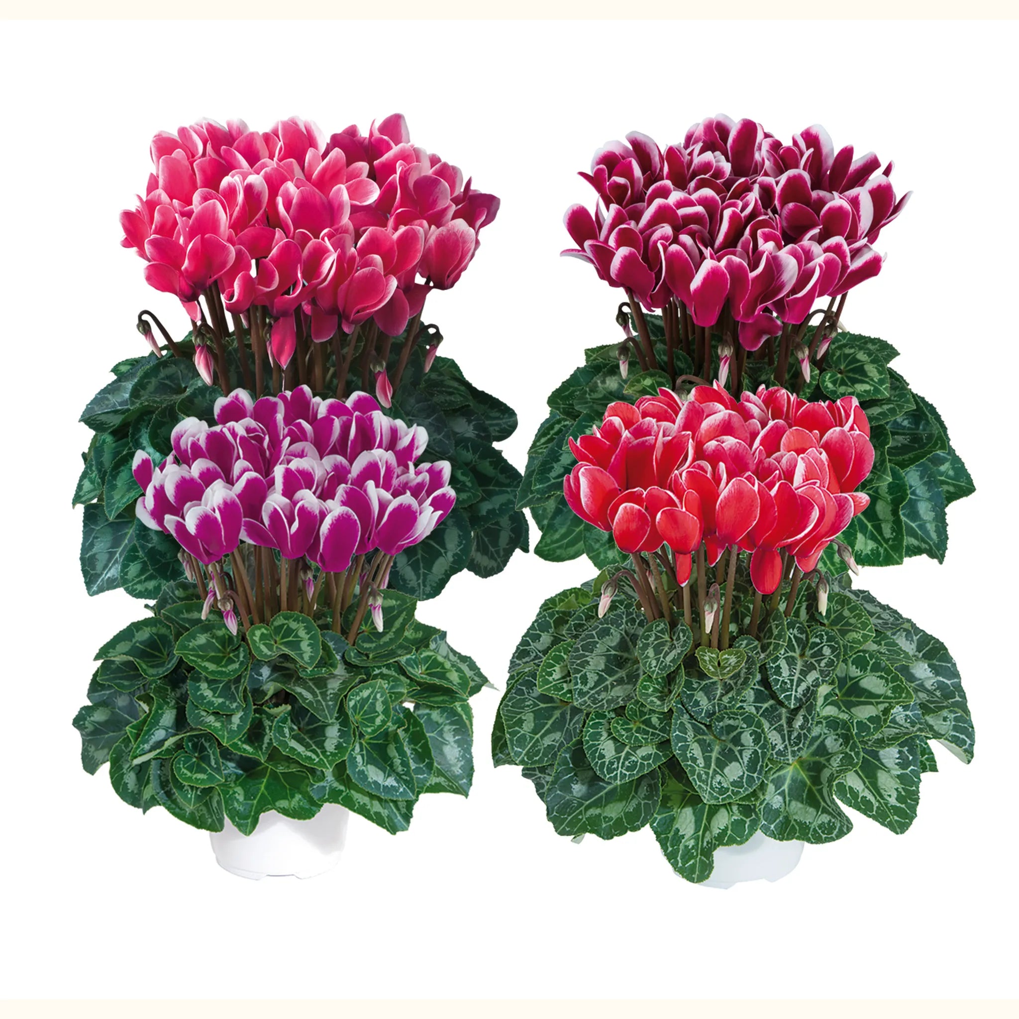 Tianis® FANTASIA® mix