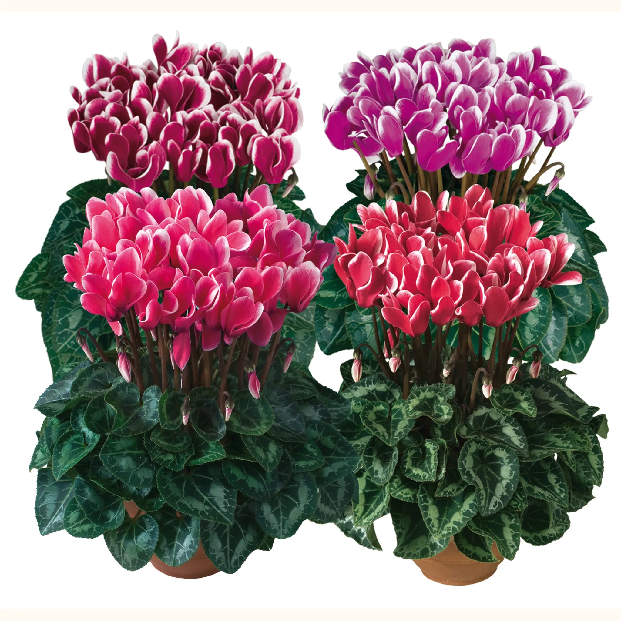 Tianis® FANTASIA® mix