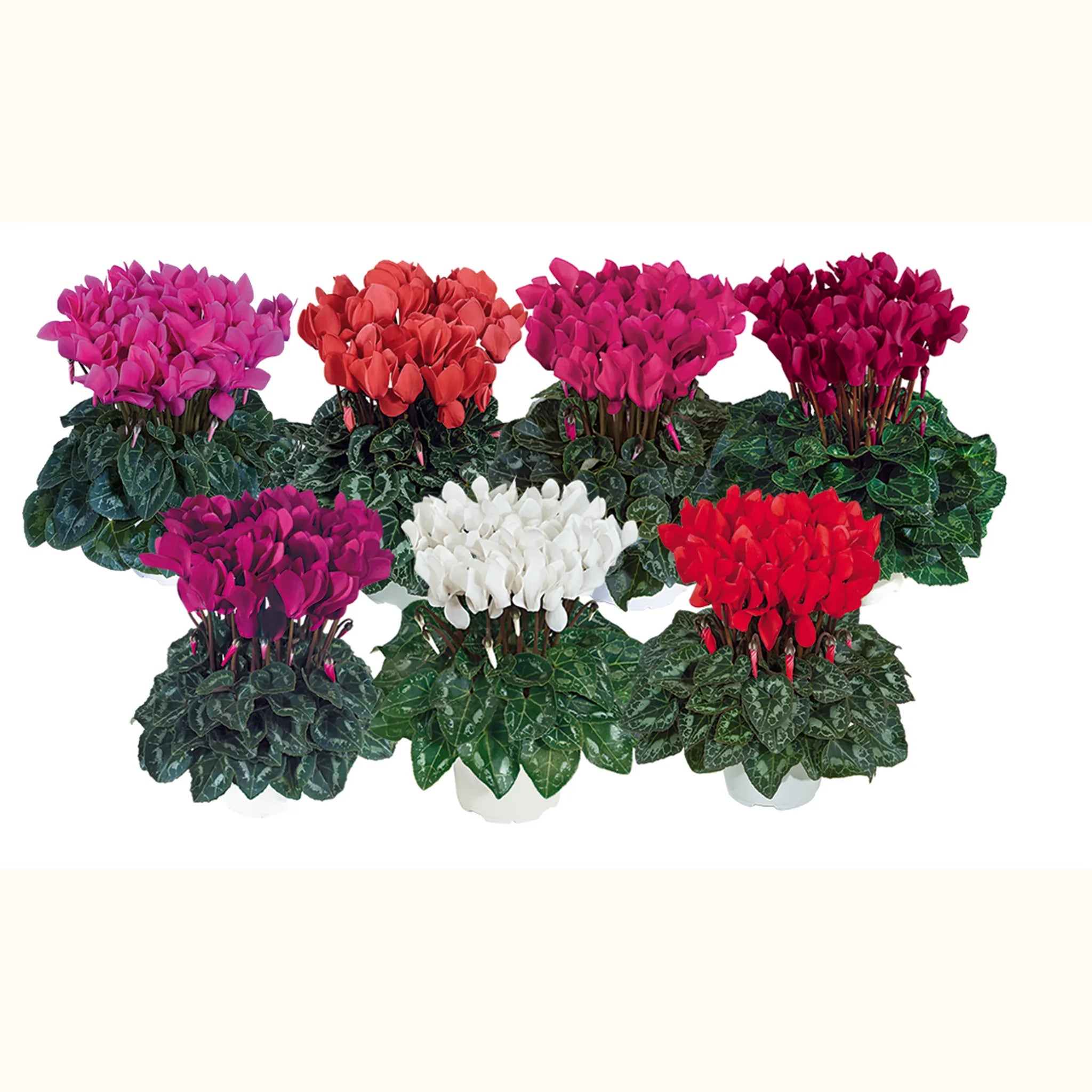 Tianis® SUCCESS® mix