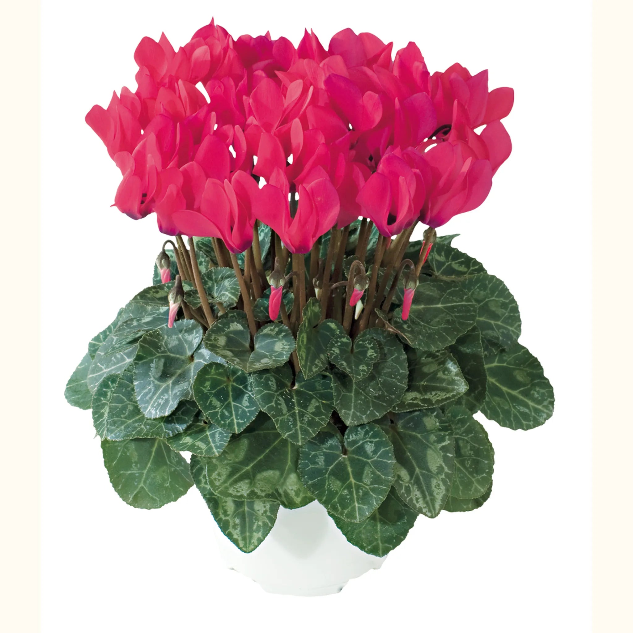 Metis® Rose shades