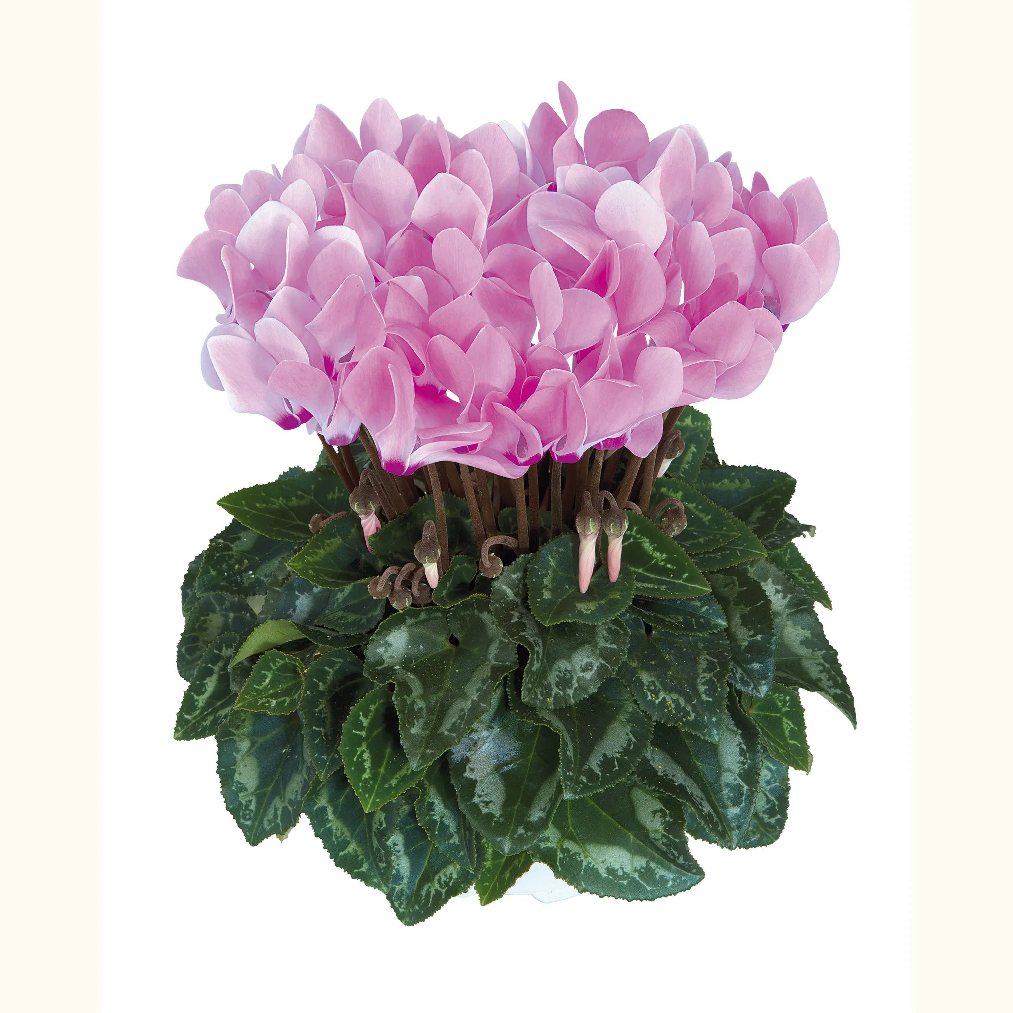 Metis® Rose Aquarel