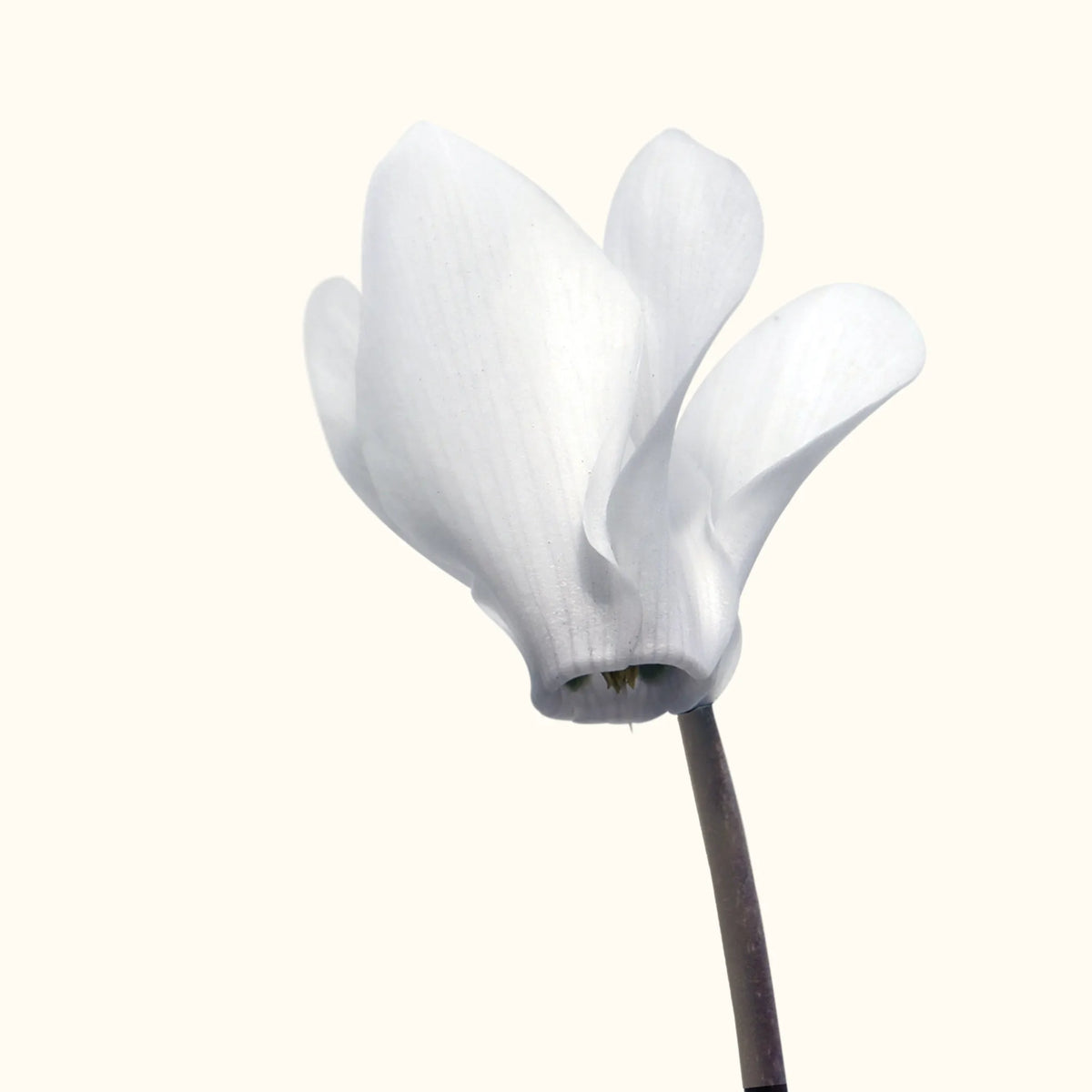 CYCL_4122_img_flow_01.png
