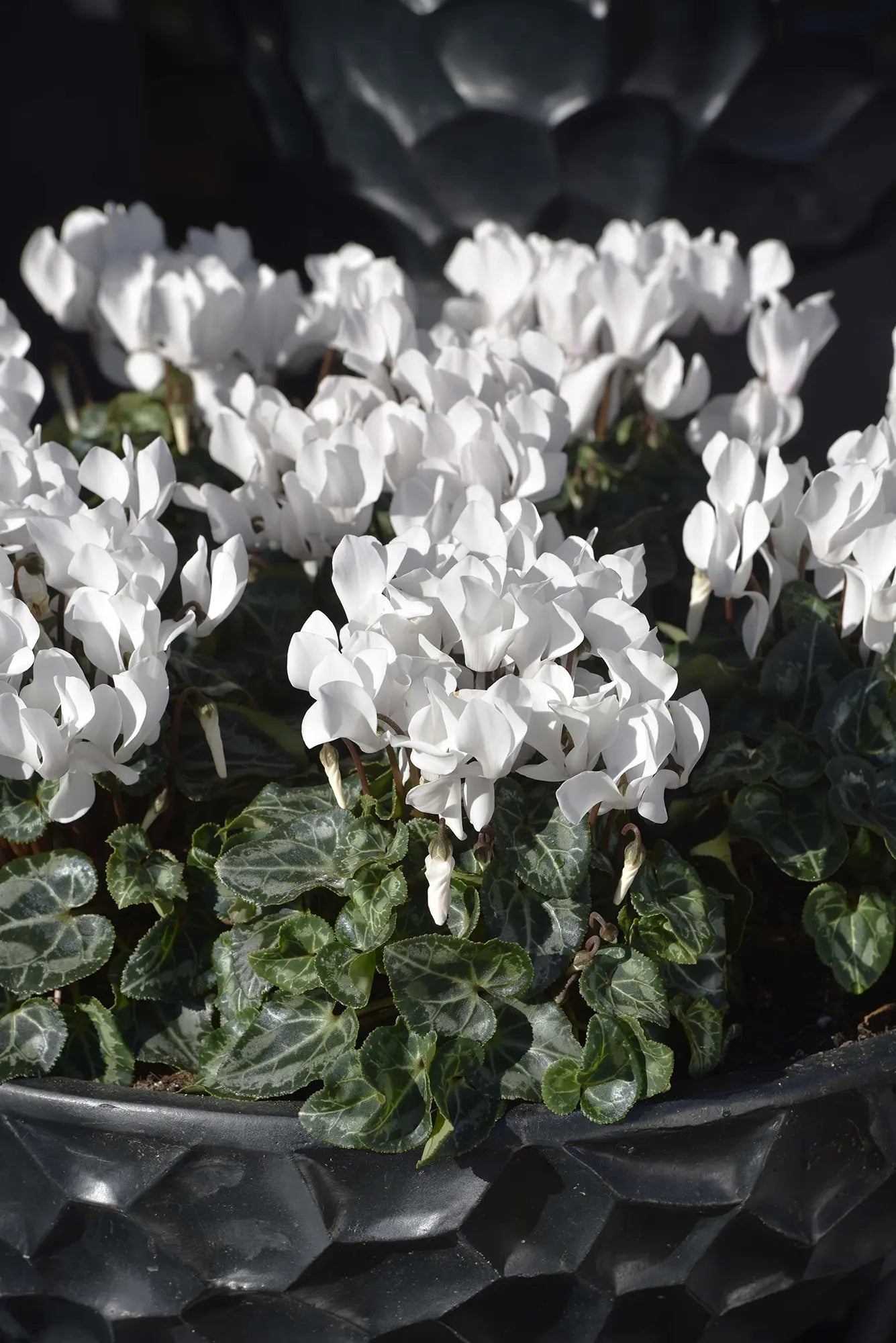 METIS® White CHANTILLY