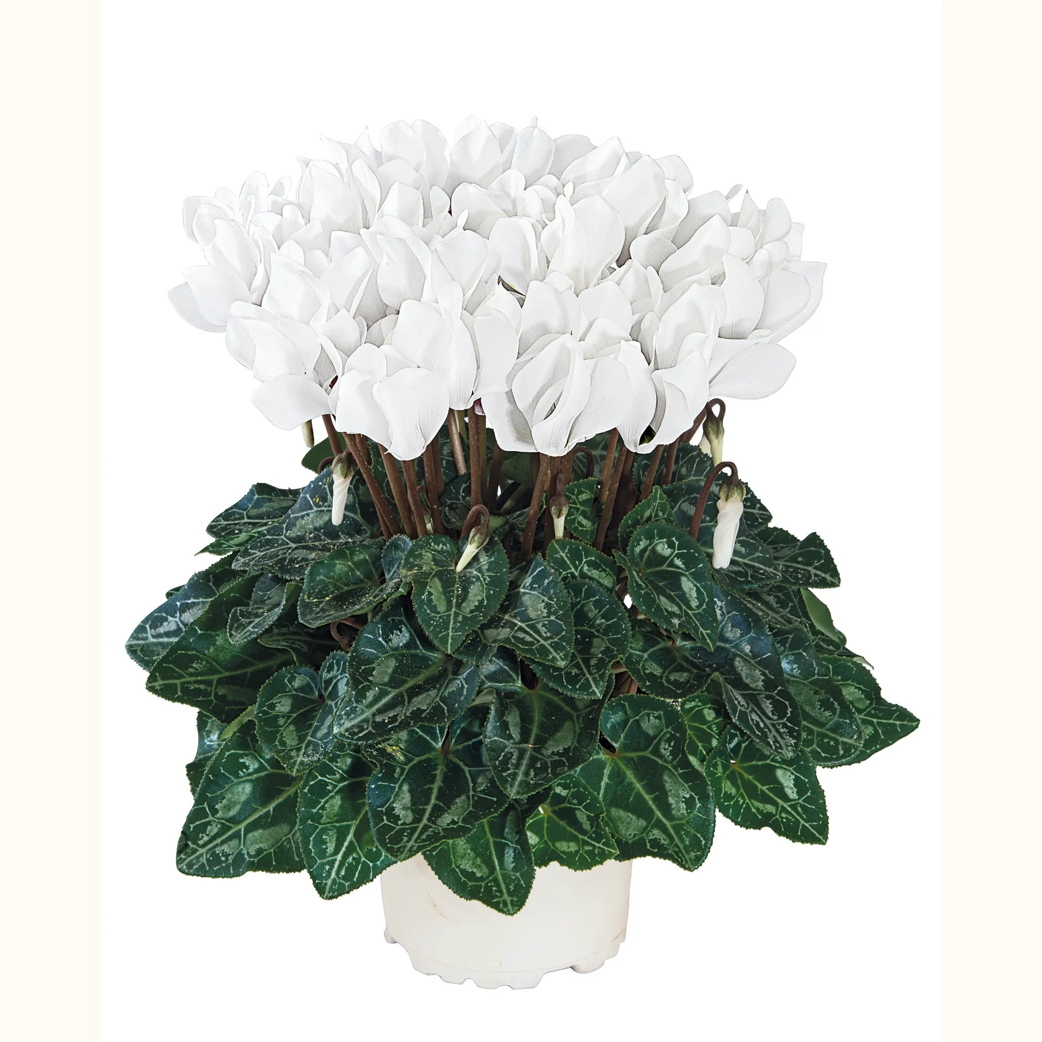 Metis® White CHANTILLY