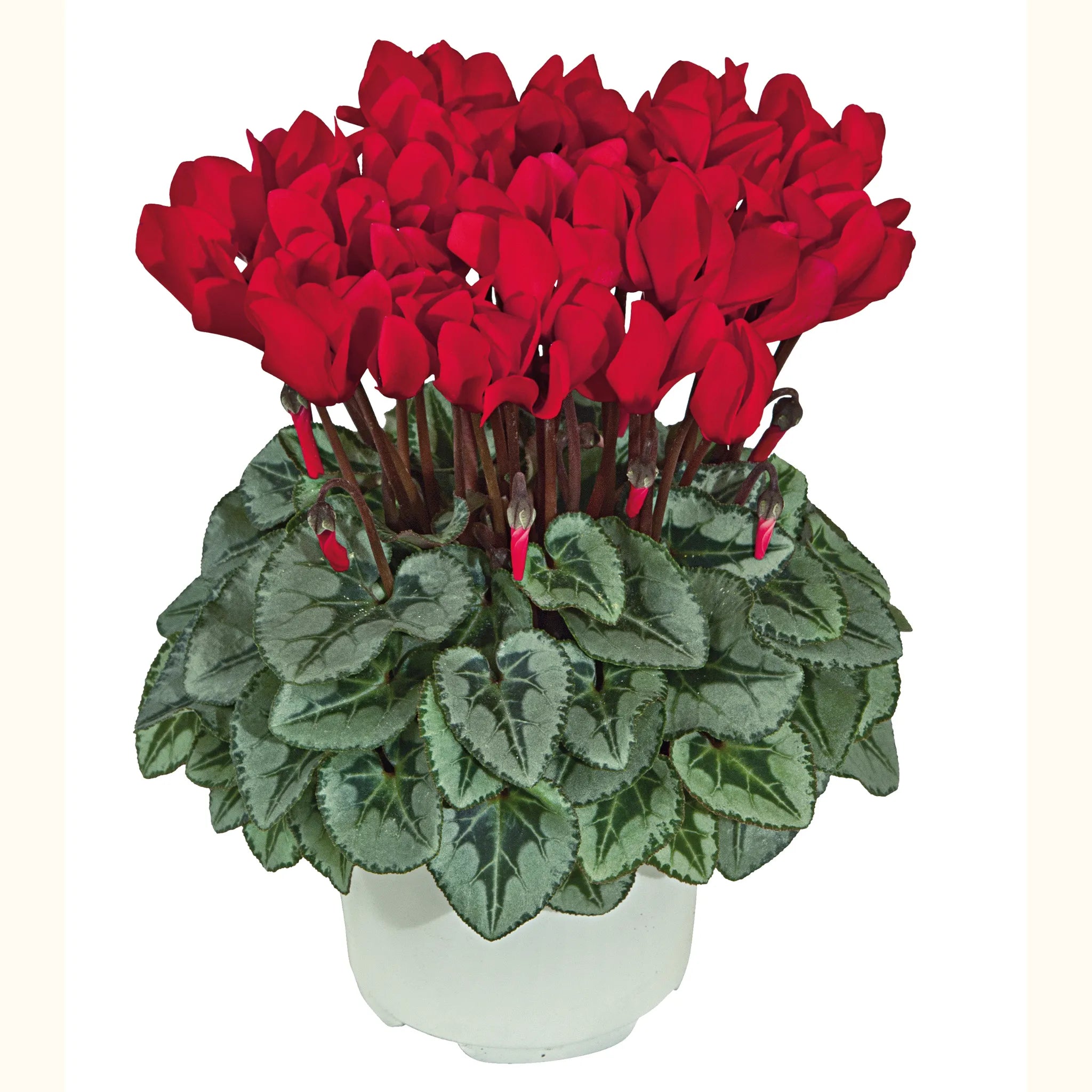 Metis® Scarlet red silverleaf