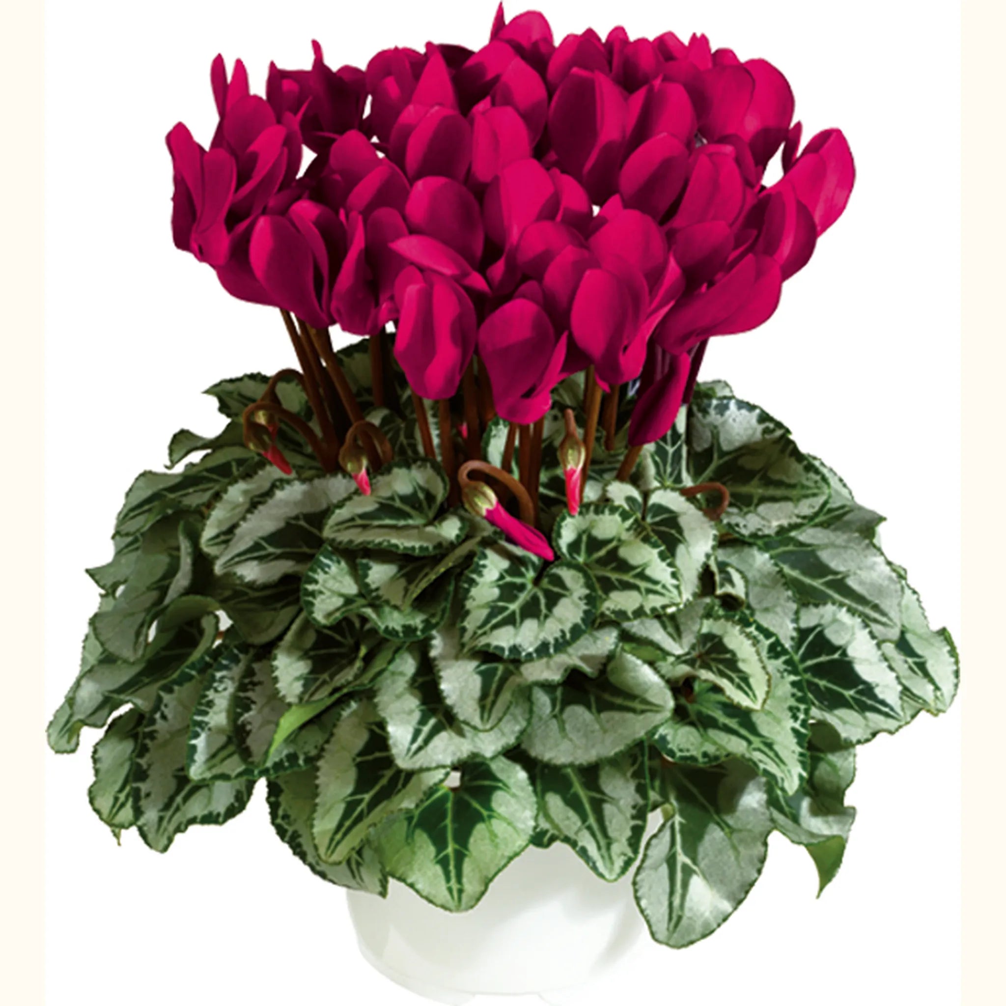 Metis® Deep magenta silverleaf