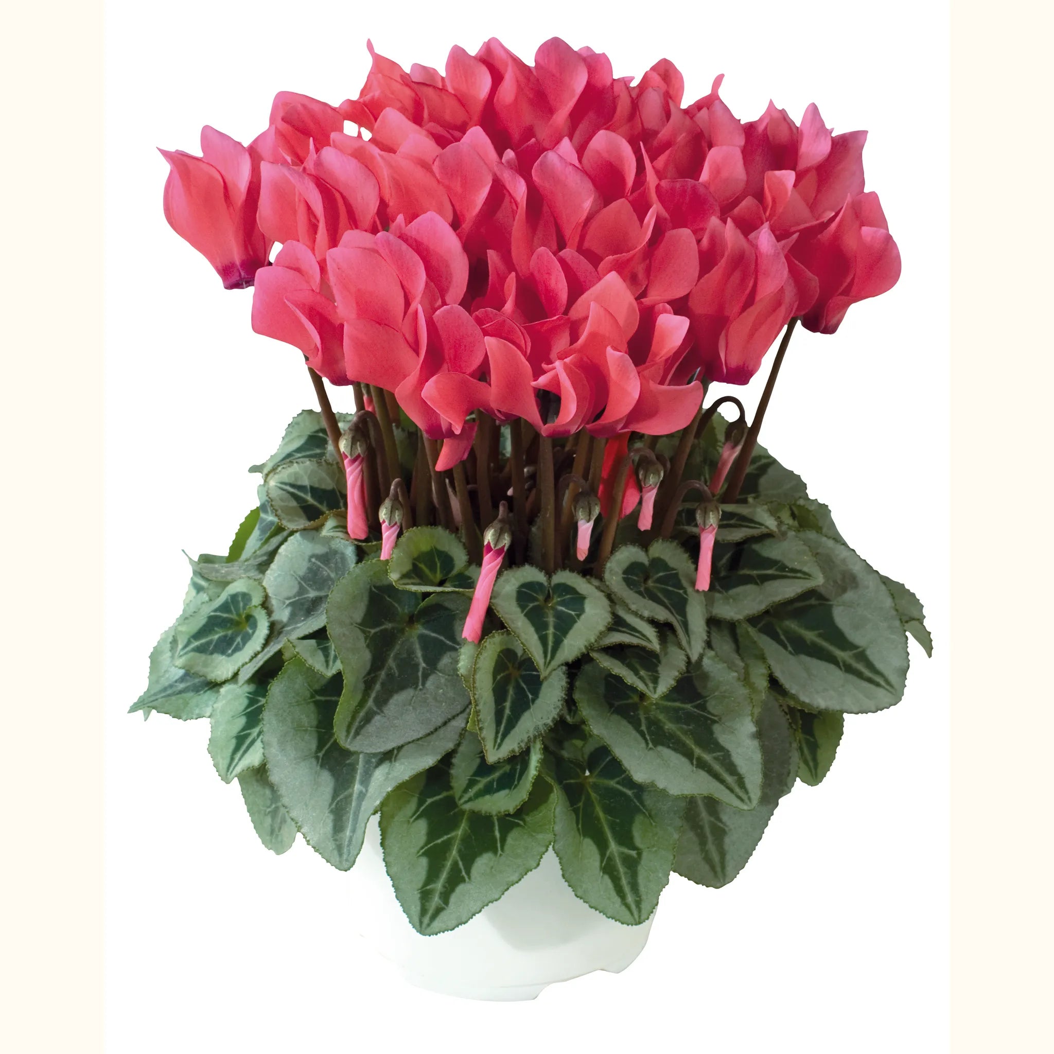 Metis® Salmon shades silverleaf