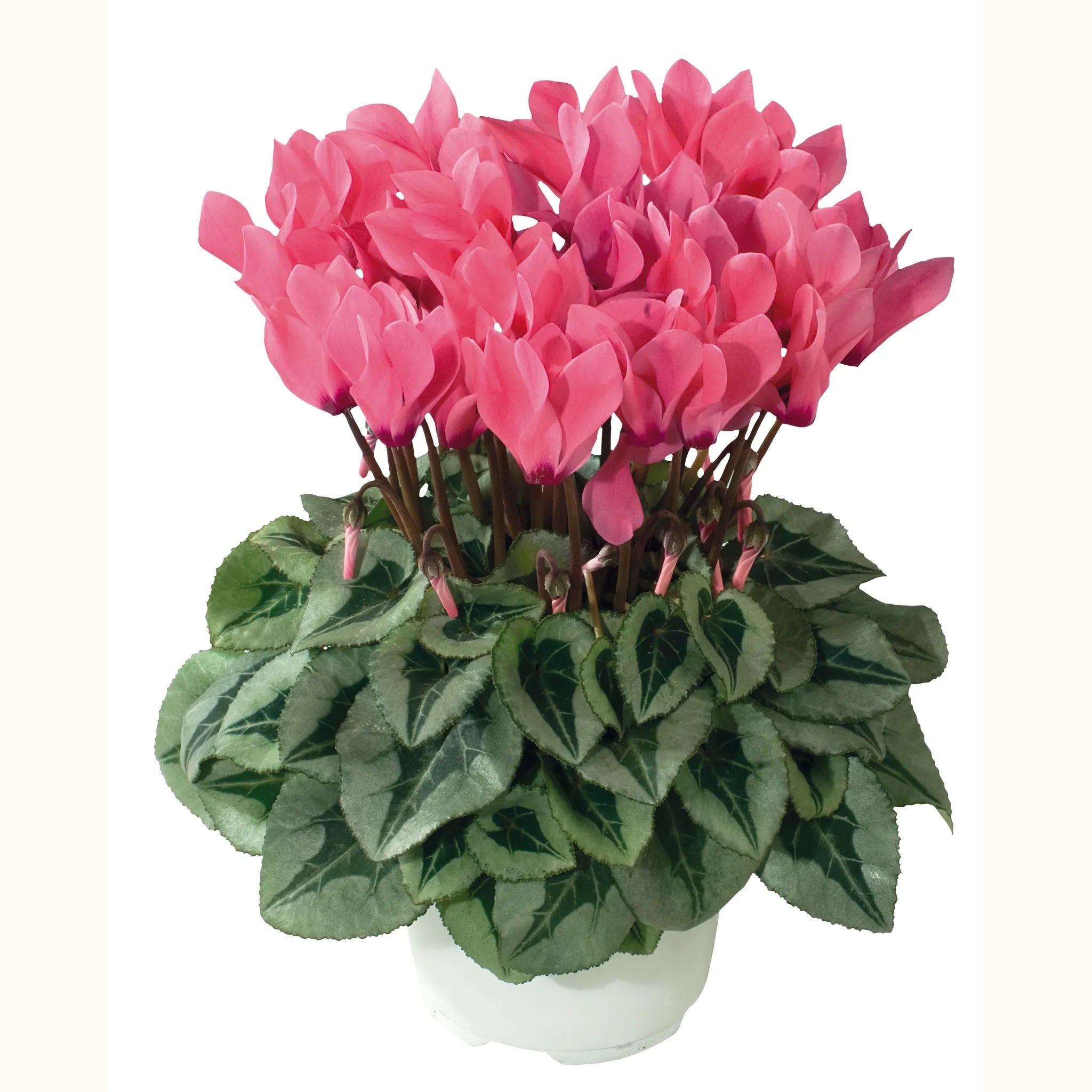 Metis® Salmon shades silverleaf