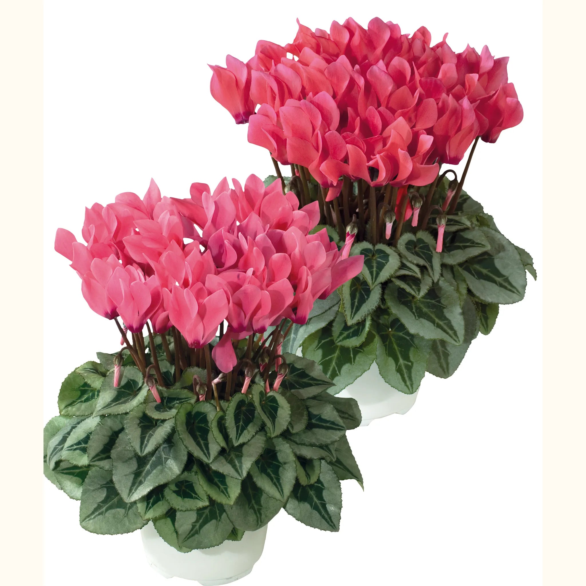 Metis® Salmon shades silverleaf